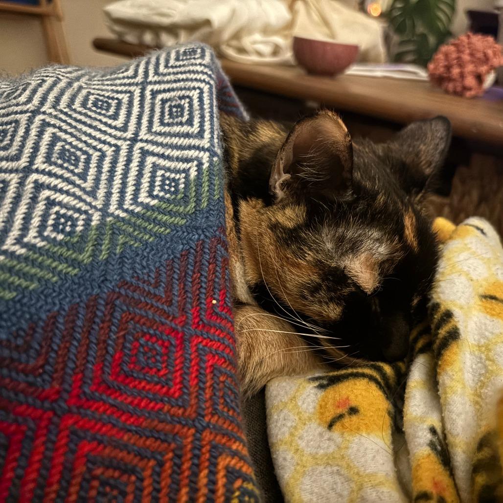 Enlarge Marie, a Adoptable Domestic Short Hair in Baltimore, MD image 2/4