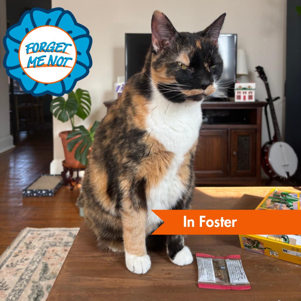 Enlarge Marie, a Adoptable Domestic Short Hair in Baltimore, MD image 3/4