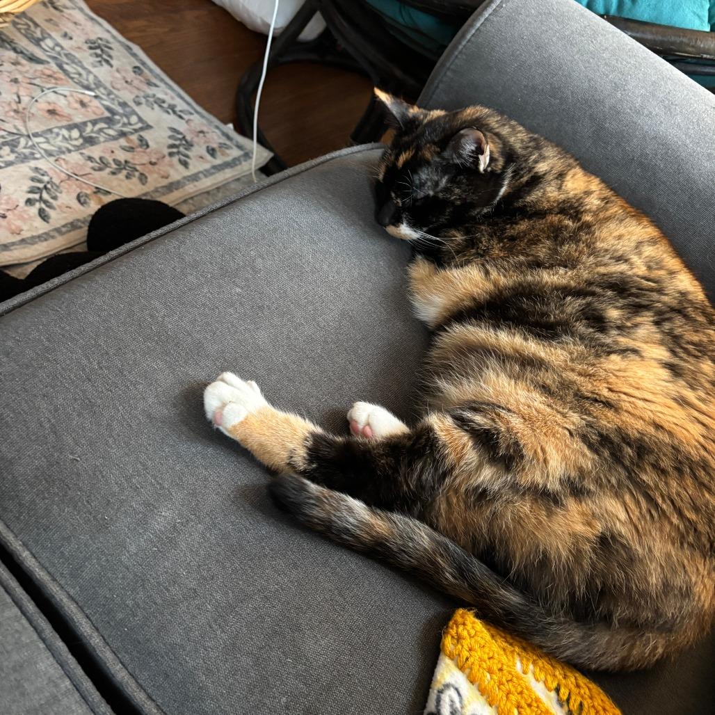 Enlarge Marie, a Adoptable Domestic Short Hair in Baltimore, MD image 4/4