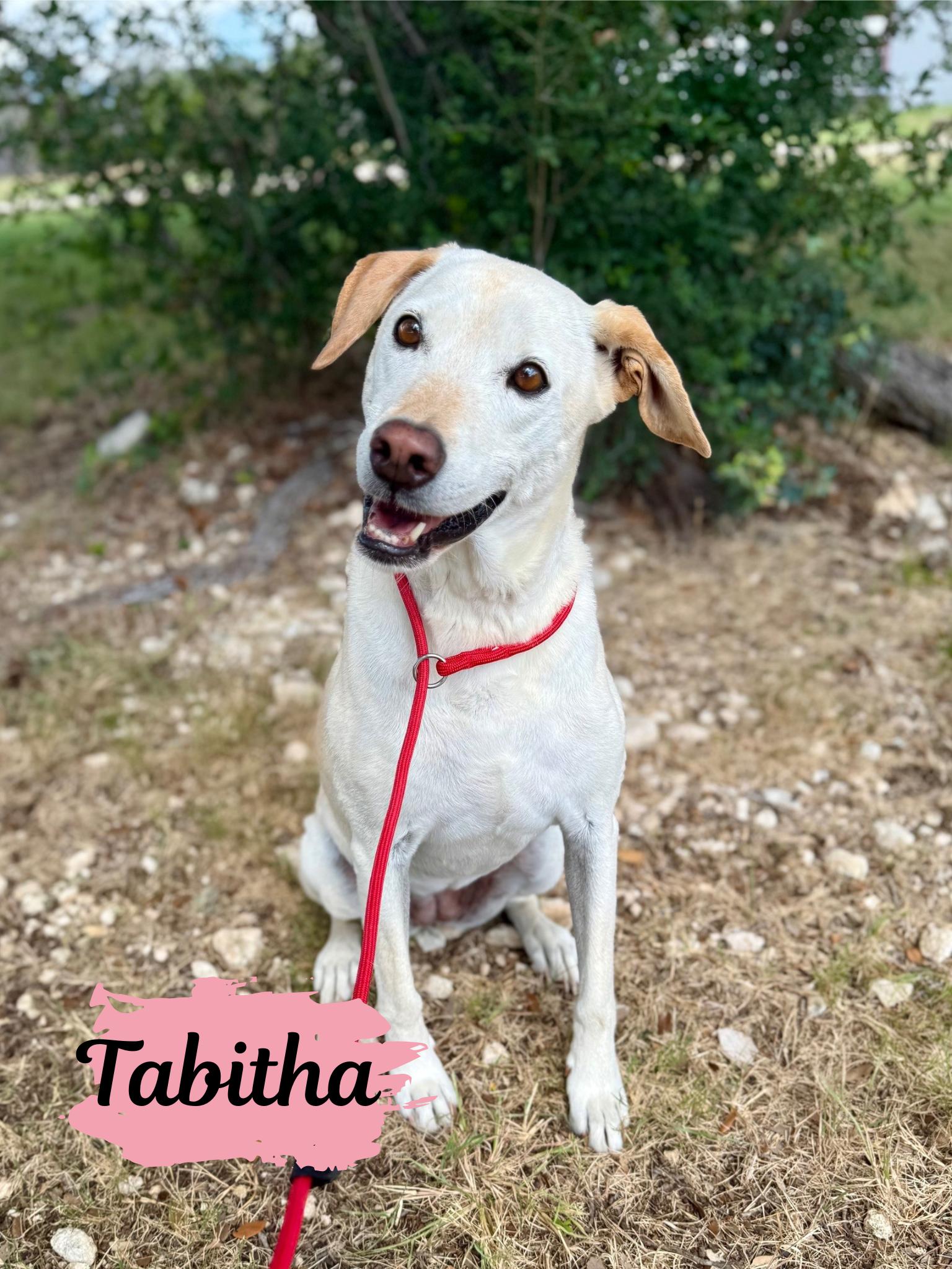 Tabitha, Adoptable, Adult Female Labrador Retriever.