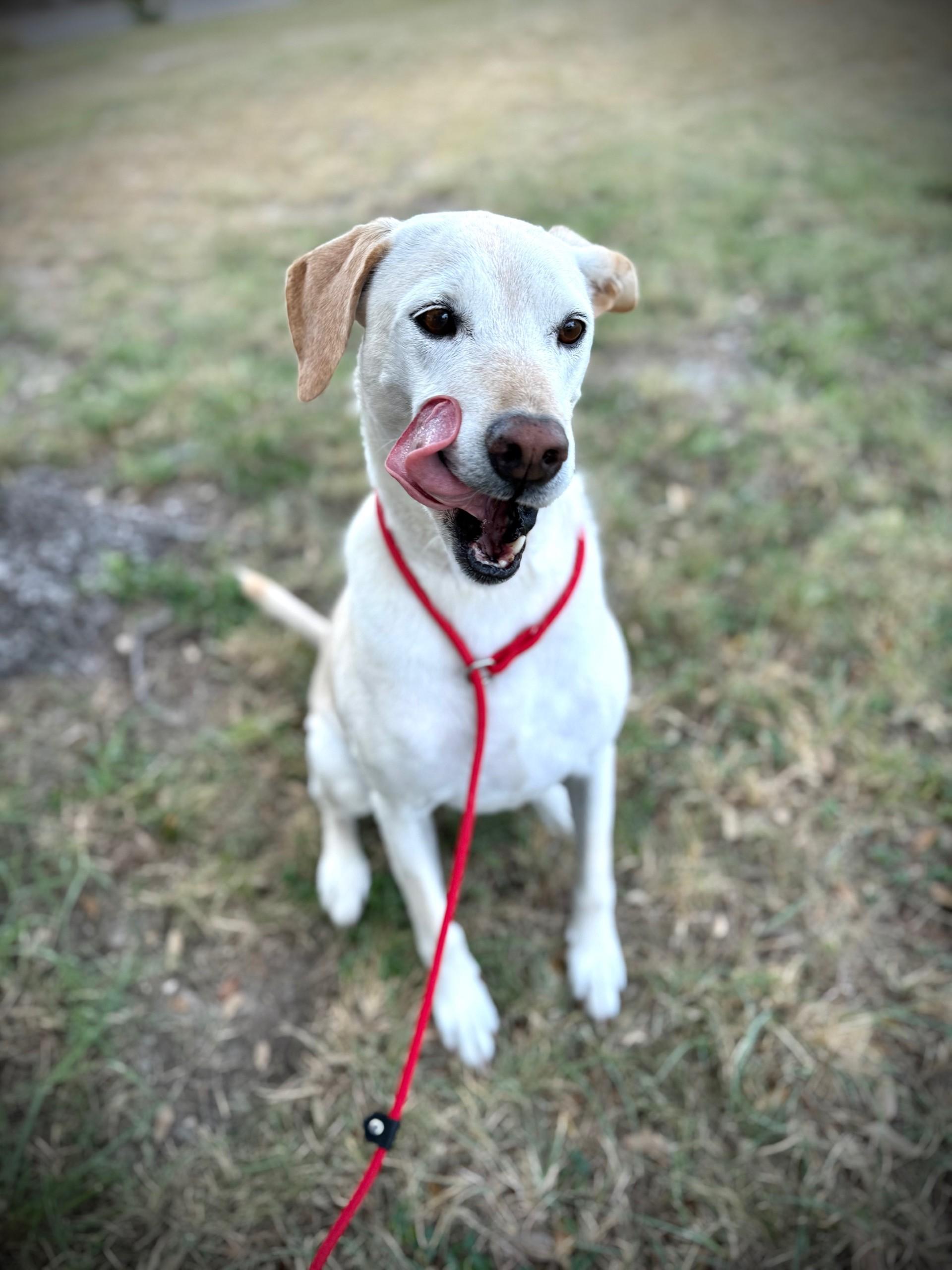 Tabitha, a Adoptable mixed breed in Comfort, TX image 2/3