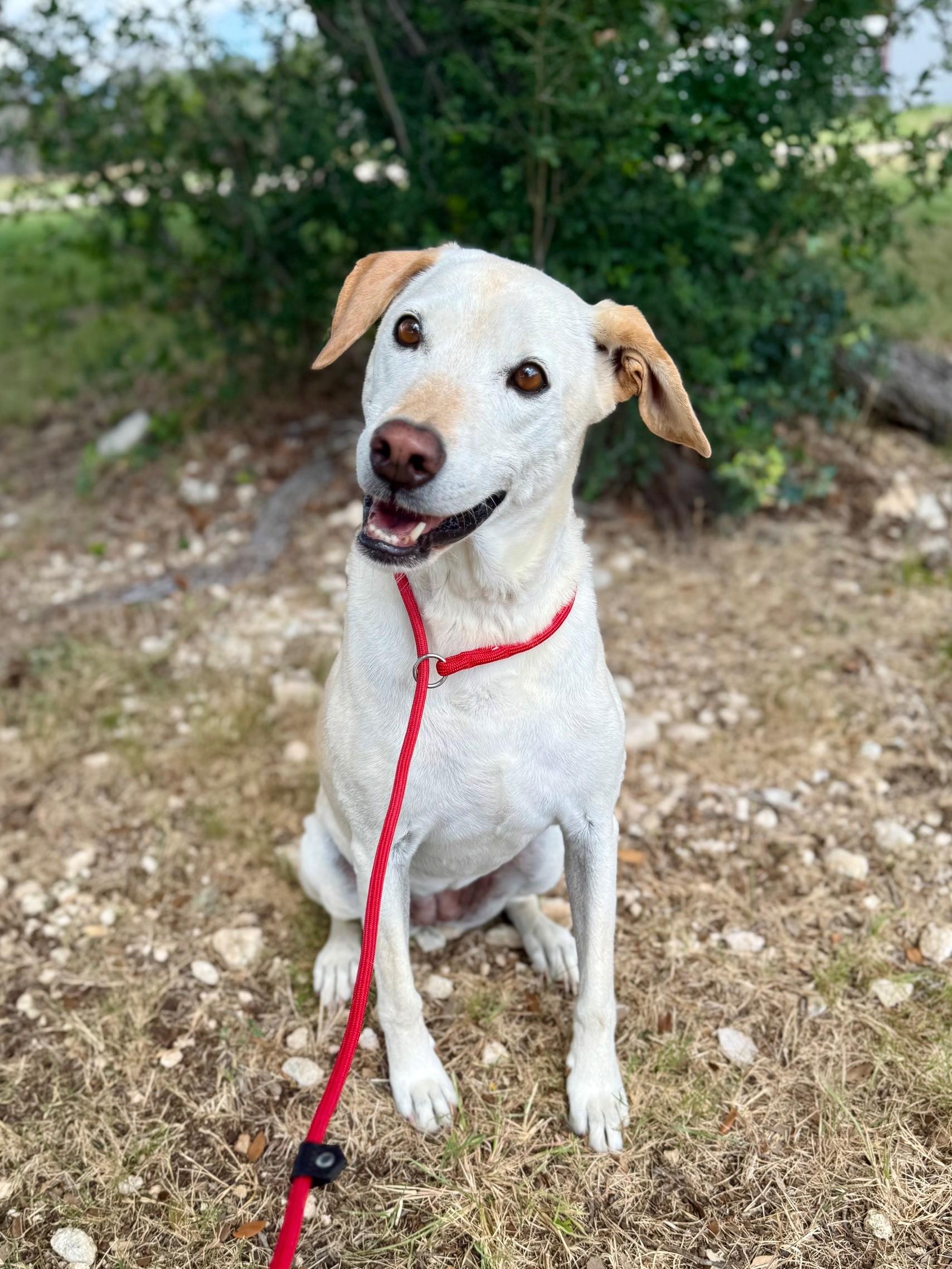 Tabitha, a Adoptable mixed breed in Comfort, TX image 3/3