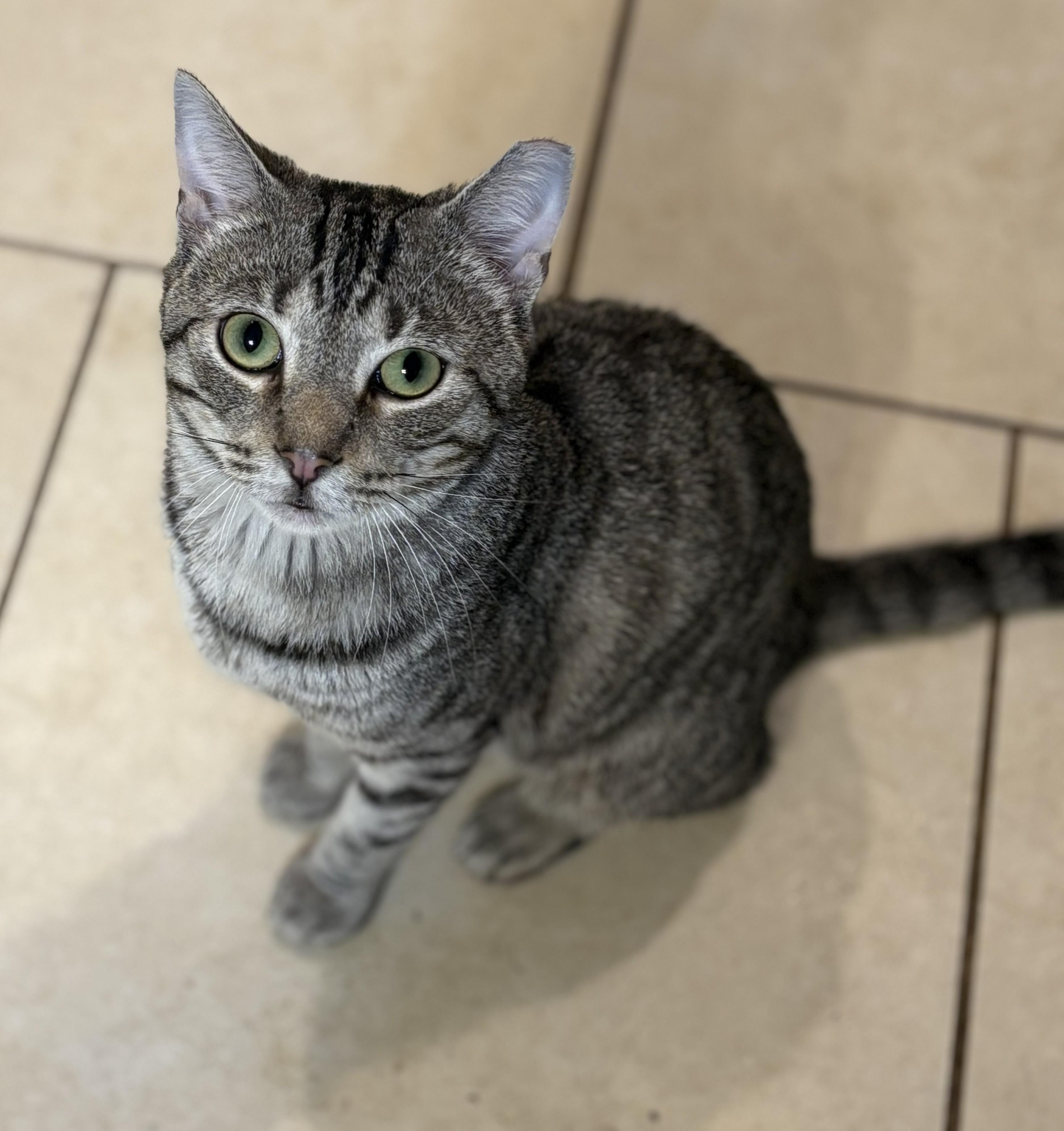 Enlarge Charlie, a ADOPTABLE Tiger in Jamaica Plain, MA image 3/3