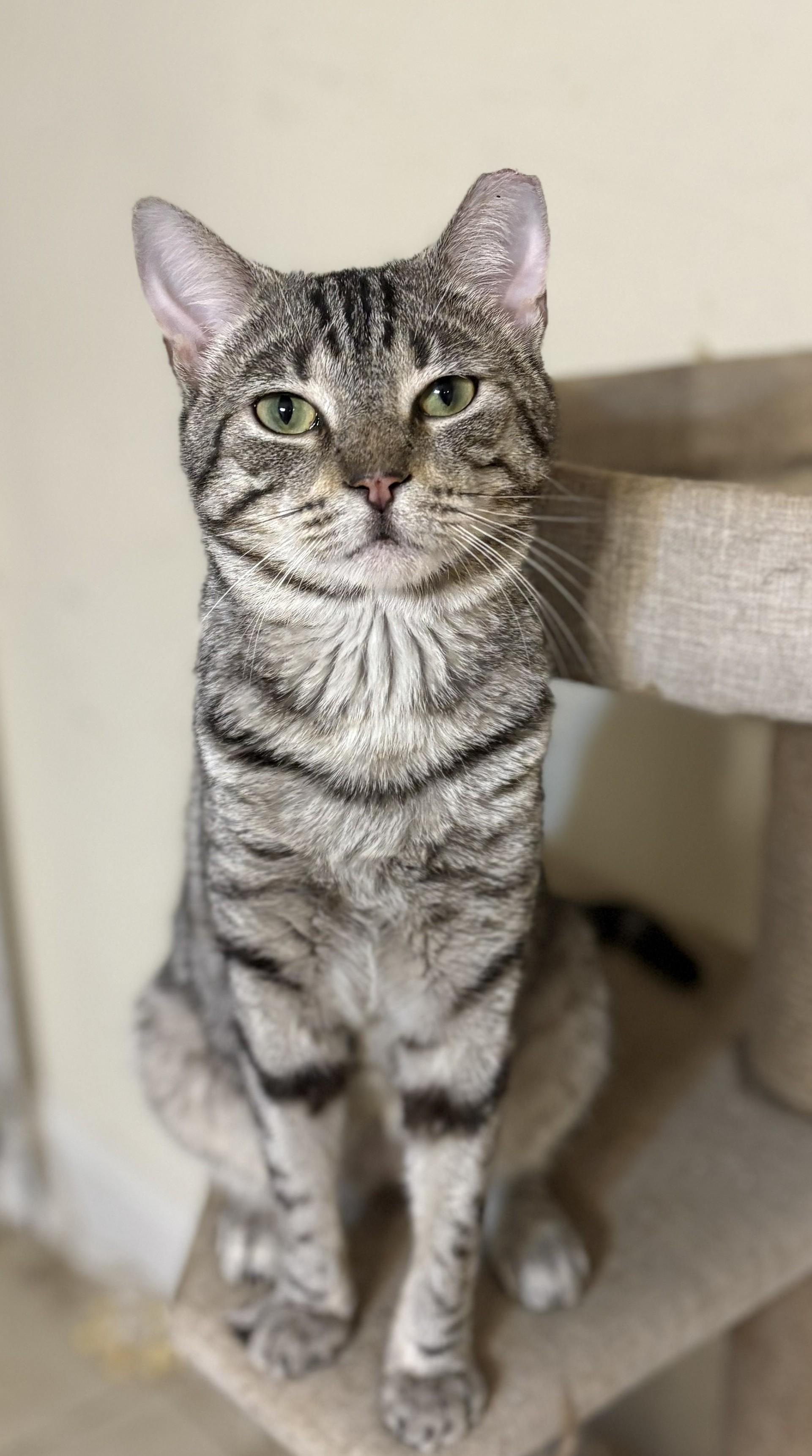 Charlie, ADOPTABLE, Young Male Tiger.