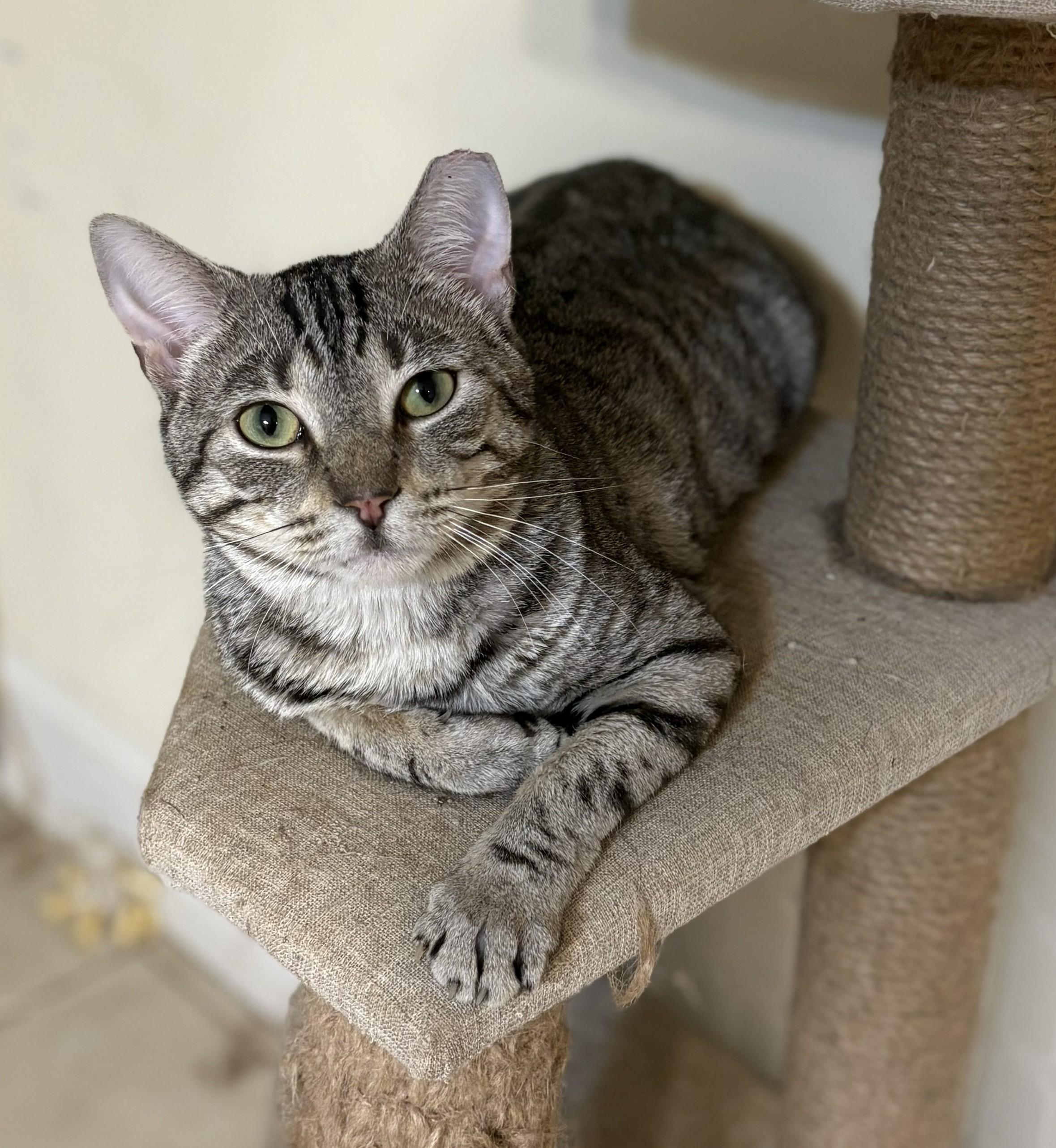 Enlarge Charlie, a ADOPTABLE Tiger in Jamaica Plain, MA image 2/3