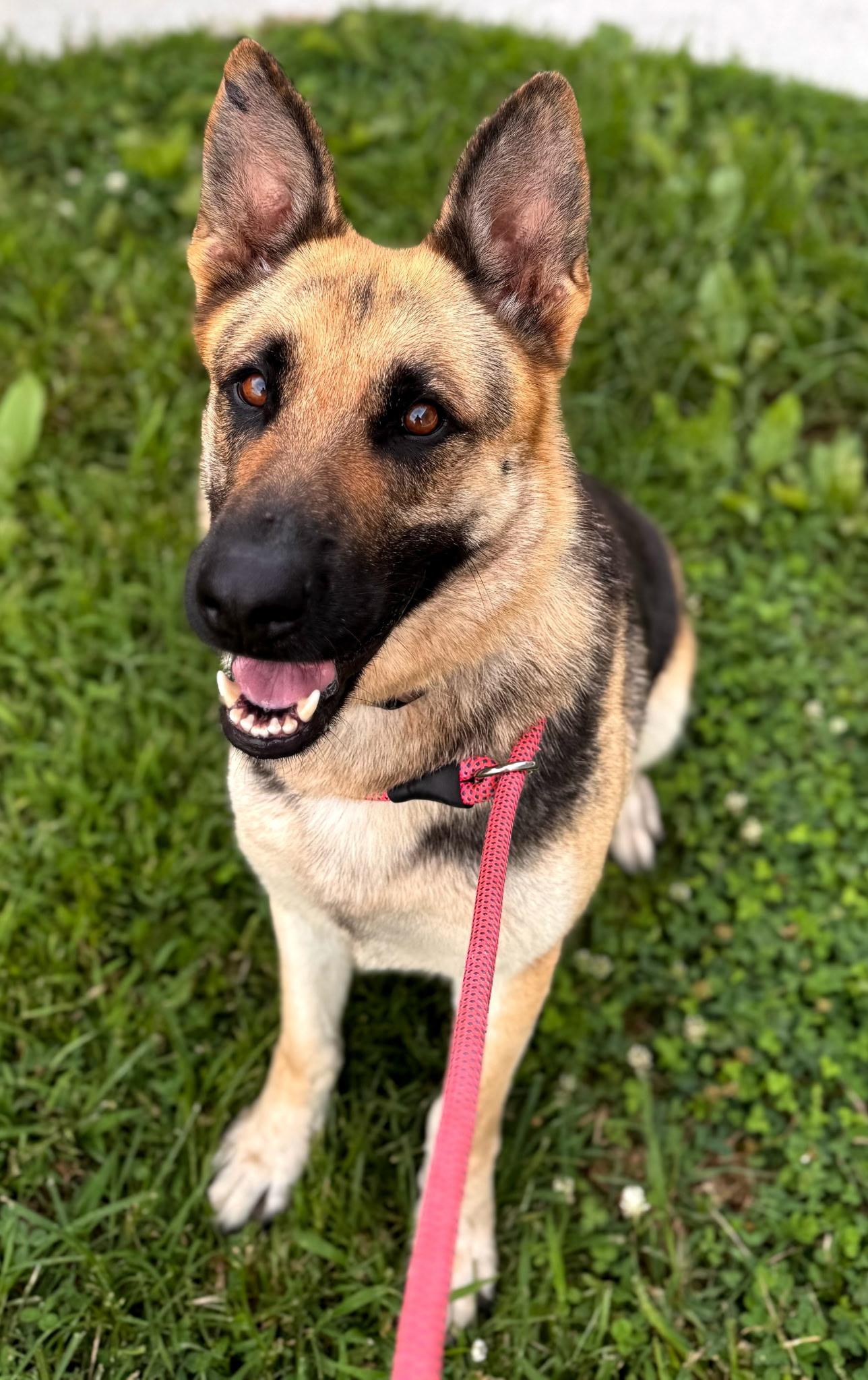 Zola