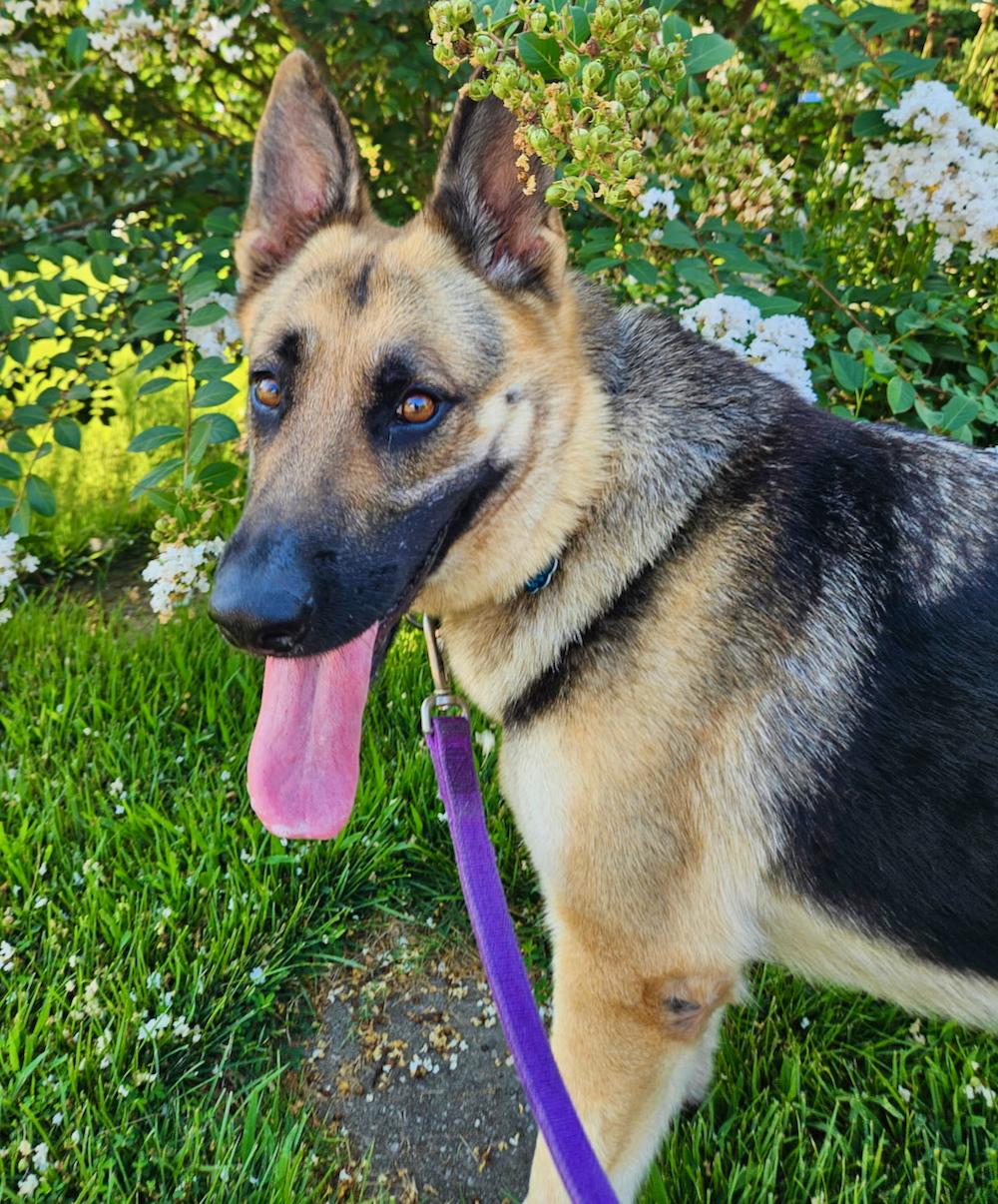 Zola