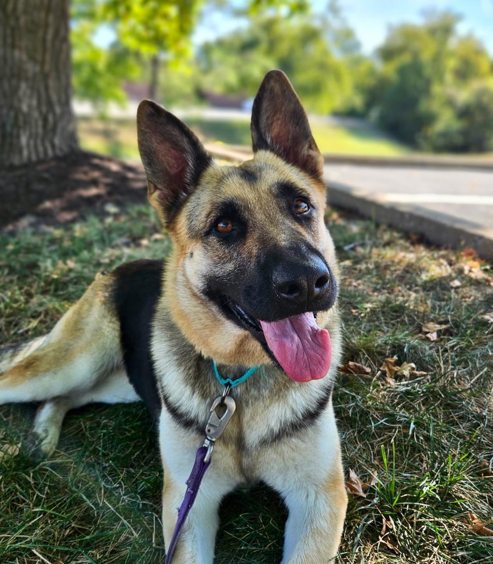 Zola