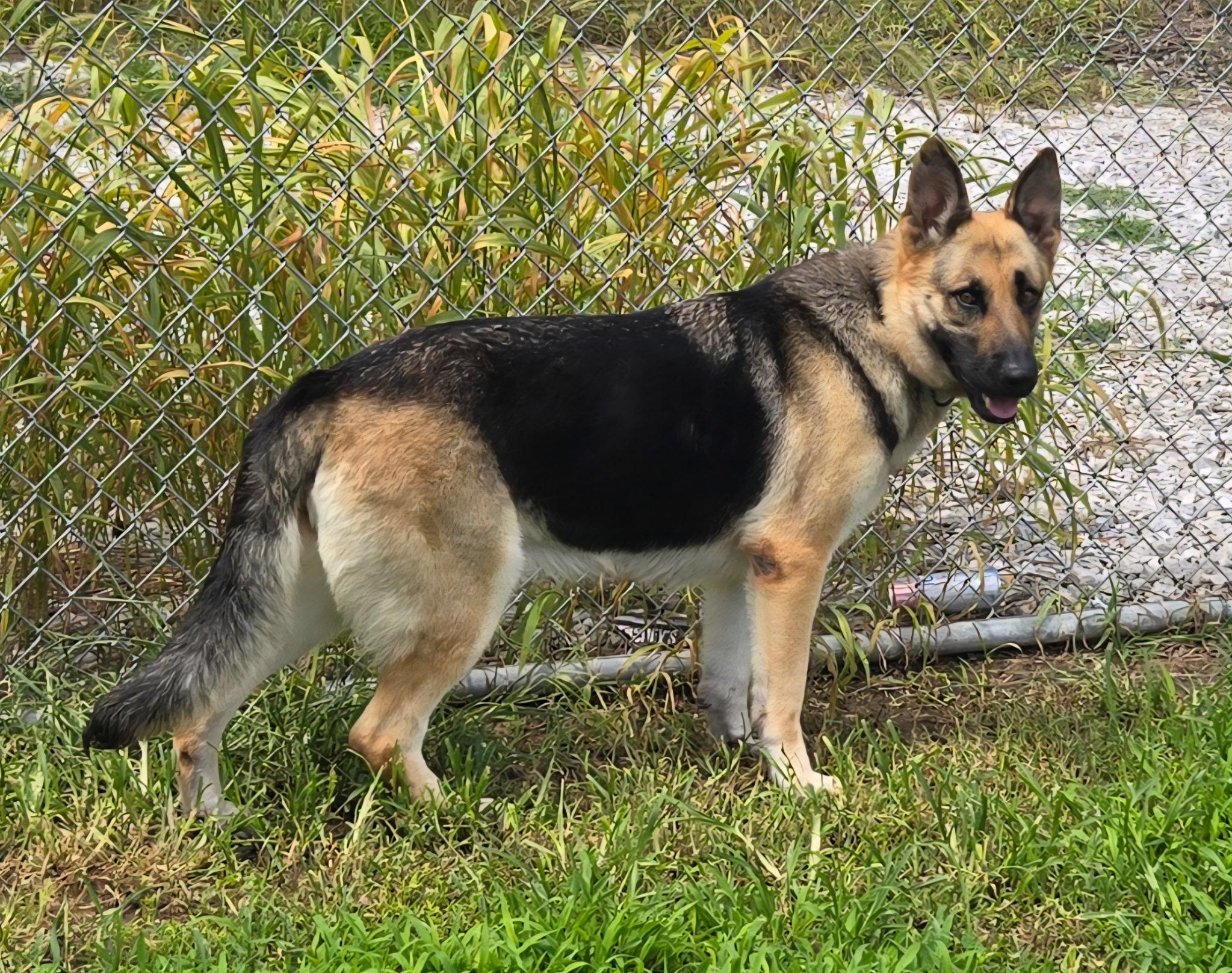 Zola