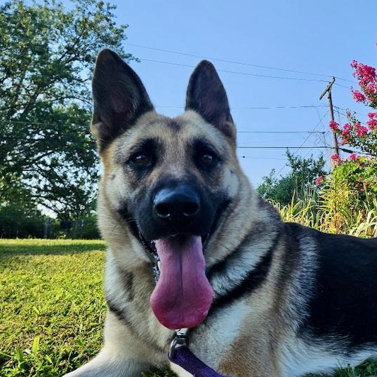 Zola