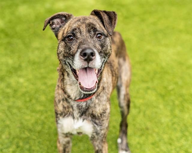 Enlarge WIGGLES, a Adoptable mixed breed in San Jose, CA image 1/1