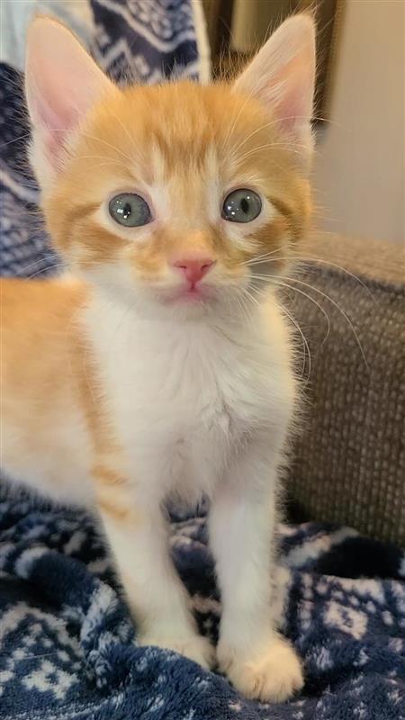 Speck, a Adoptable mixed breed in Fayetteville, AR image 1/6