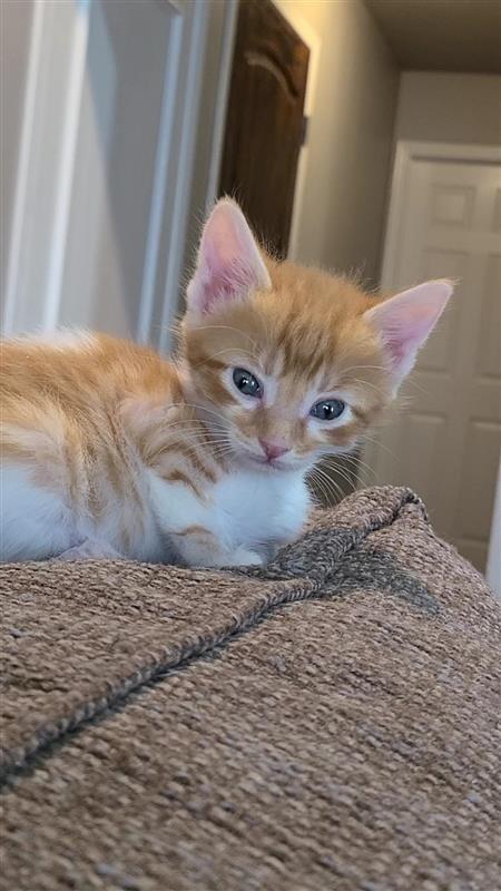 Speck, a Adoptable mixed breed in Fayetteville, AR image 2/6