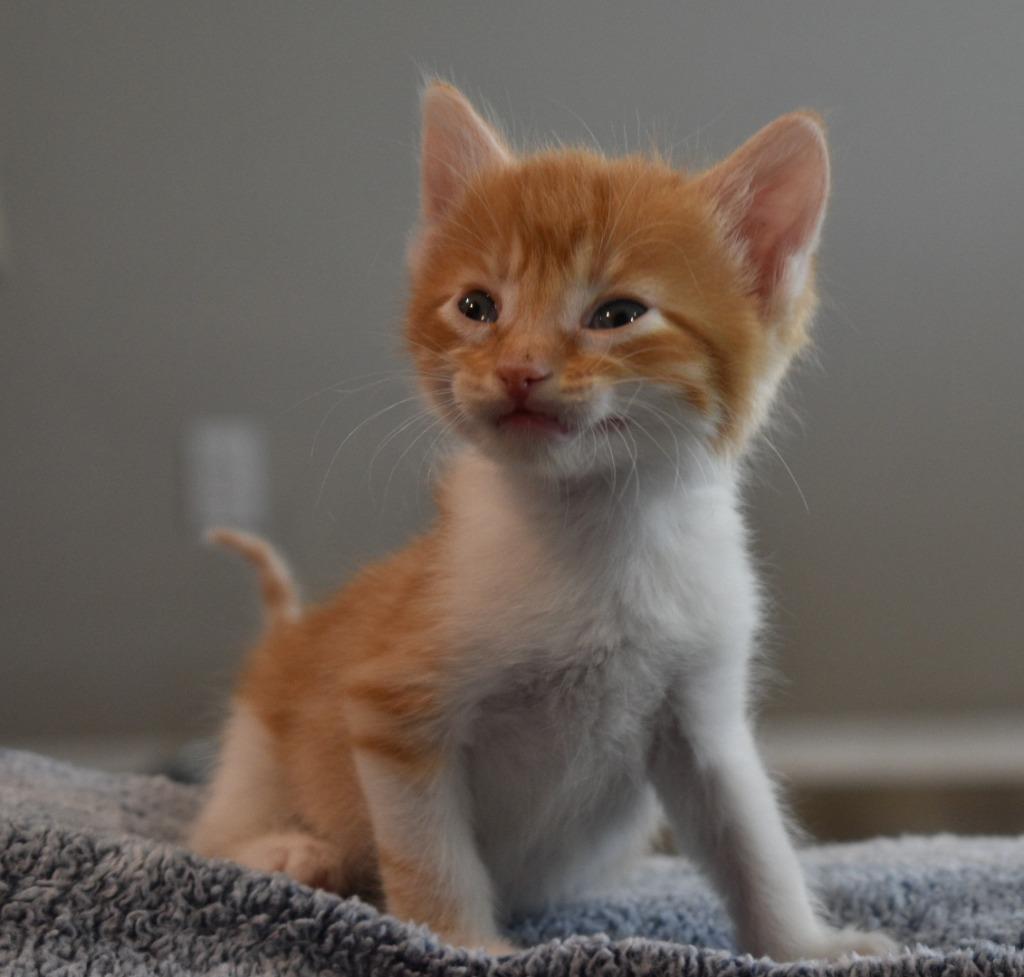 Speck, a Adoptable mixed breed in Fayetteville, AR image 3/6