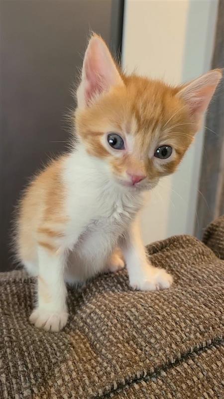Speck, a Adoptable mixed breed in Fayetteville, AR image 4/6