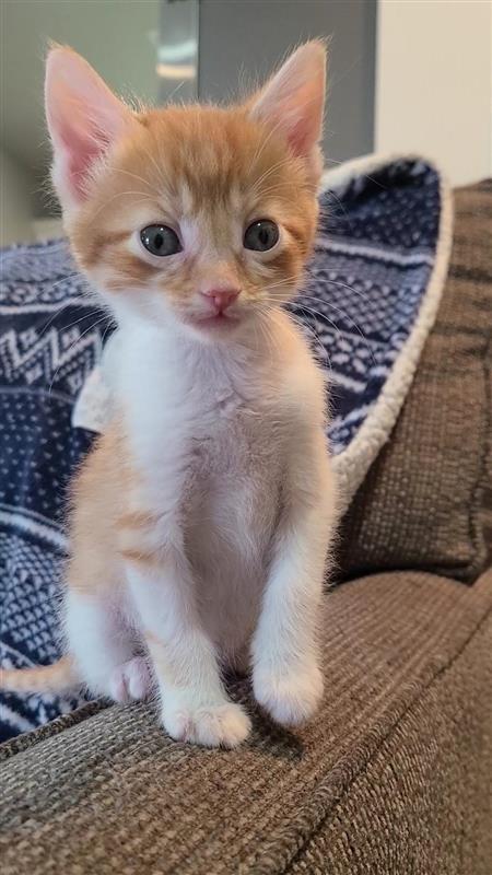 Speck, a Adoptable mixed breed in Fayetteville, AR image 5/6