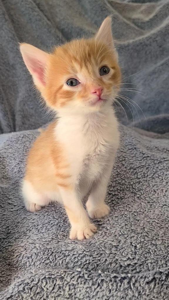 Speck, a Adoptable mixed breed in Fayetteville, AR image 6/6