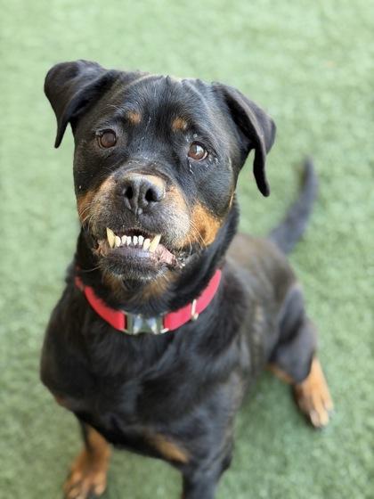 Enlarge Nala, a Adoptable mixed breed in Sacramento, CA image 5/6