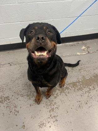 Enlarge Nala, a Adoptable mixed breed in Sacramento, CA image 4/6