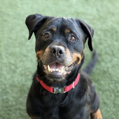 Enlarge Nala, a Adoptable mixed breed in Sacramento, CA image 1/6