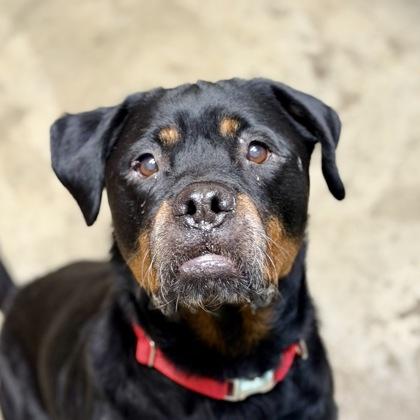 Enlarge Nala, a Adoptable mixed breed in Sacramento, CA image 2/6