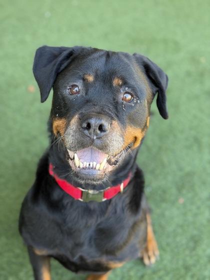 Enlarge Nala, a Adoptable mixed breed in Sacramento, CA image 6/6