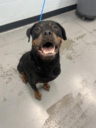 Enlarge Nala, a Adoptable mixed breed in Sacramento, CA image 3/6
