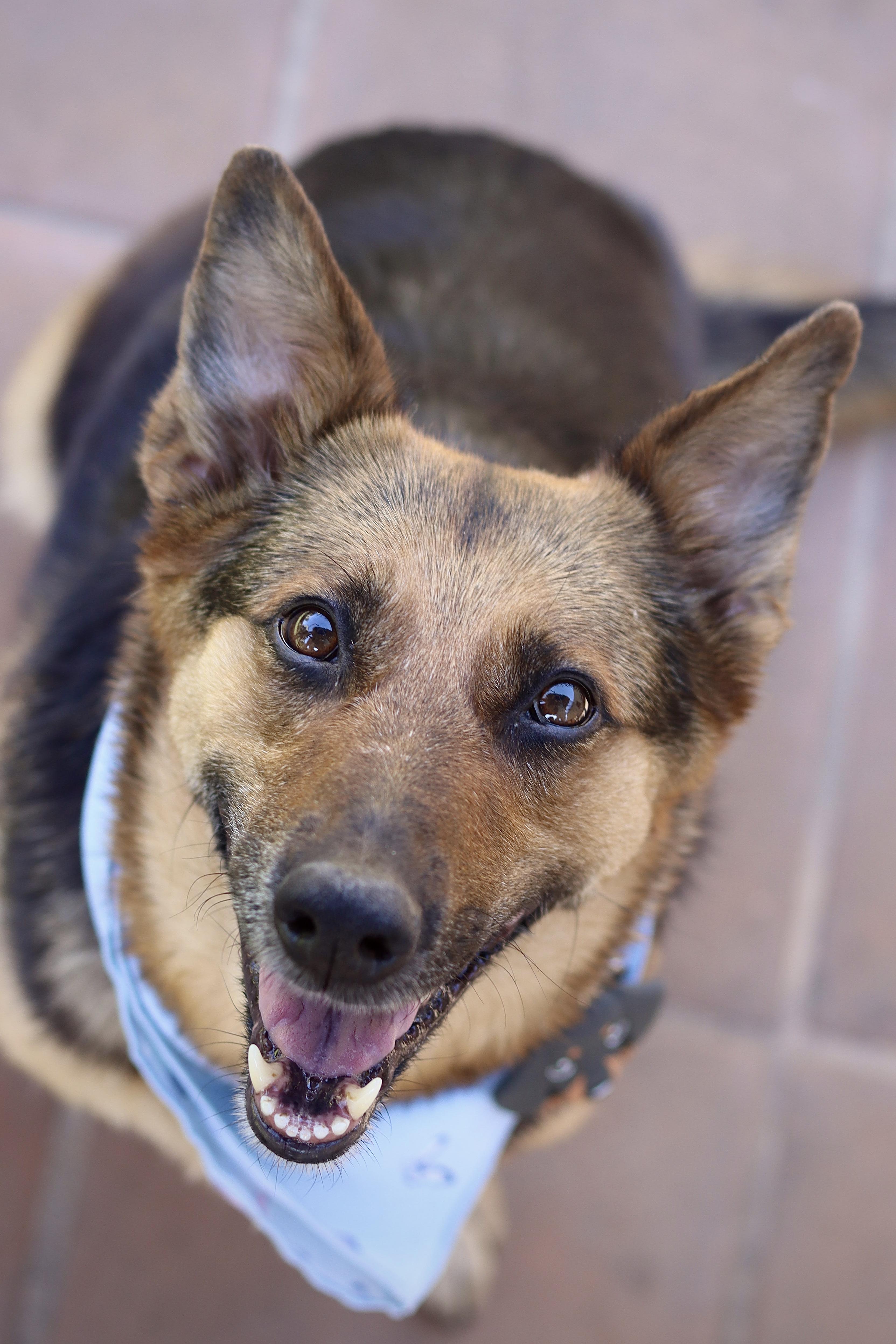 Enlarge Ava, a ADOPTABLE mixed breed in West Hollywood, CA image 2/6