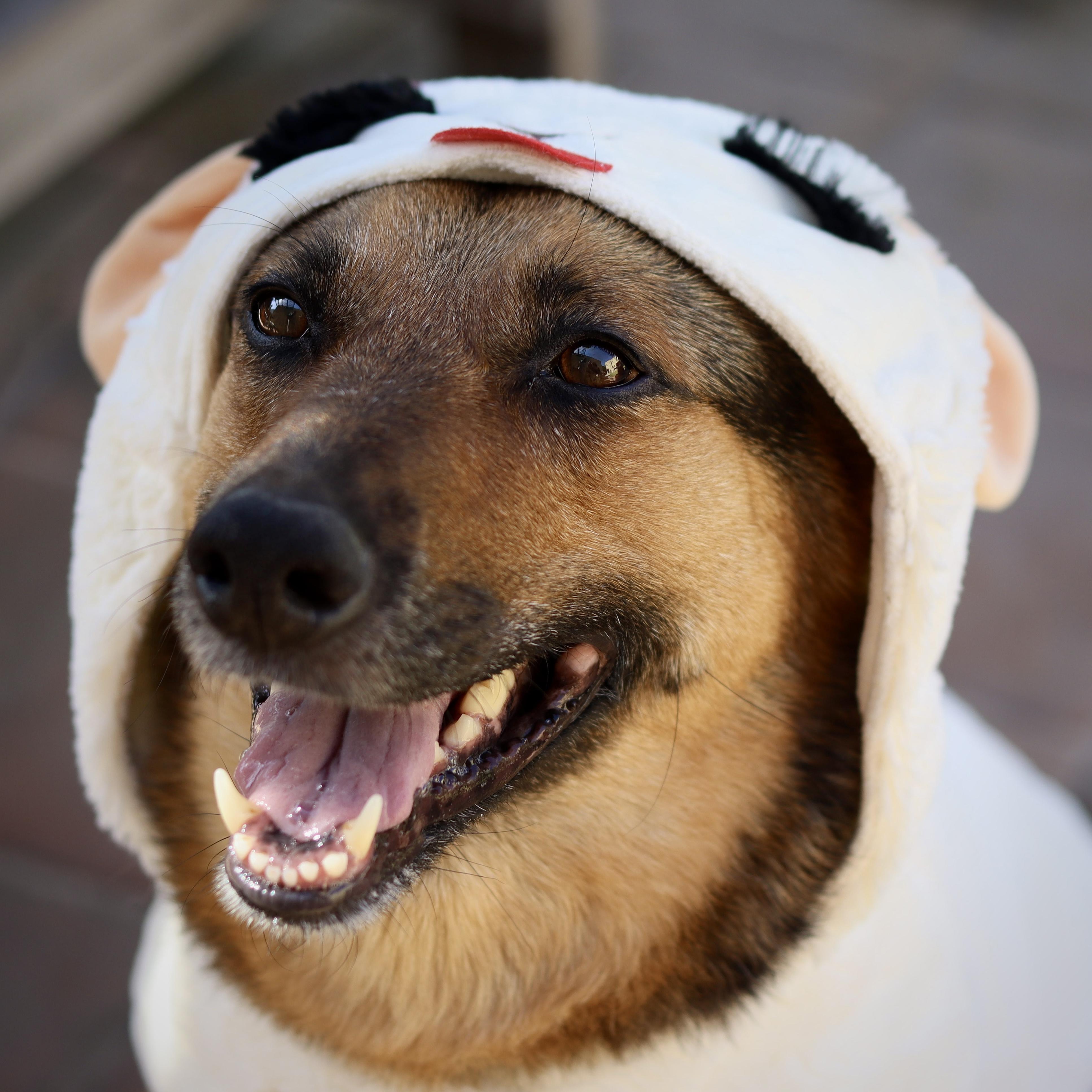 Enlarge Ava, a ADOPTABLE mixed breed in West Hollywood, CA image 3/6