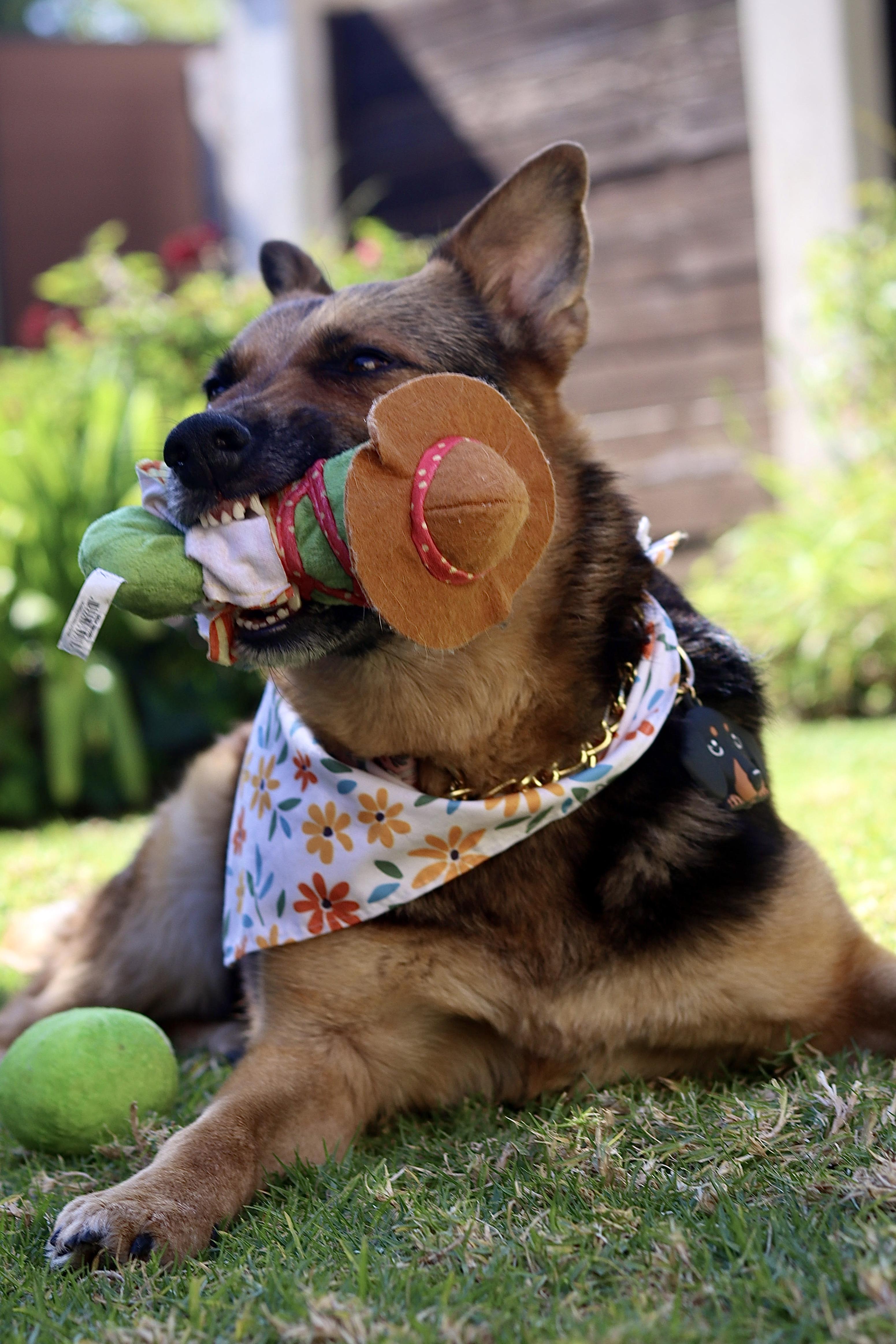 Enlarge Ava, a ADOPTABLE mixed breed in West Hollywood, CA image 6/6