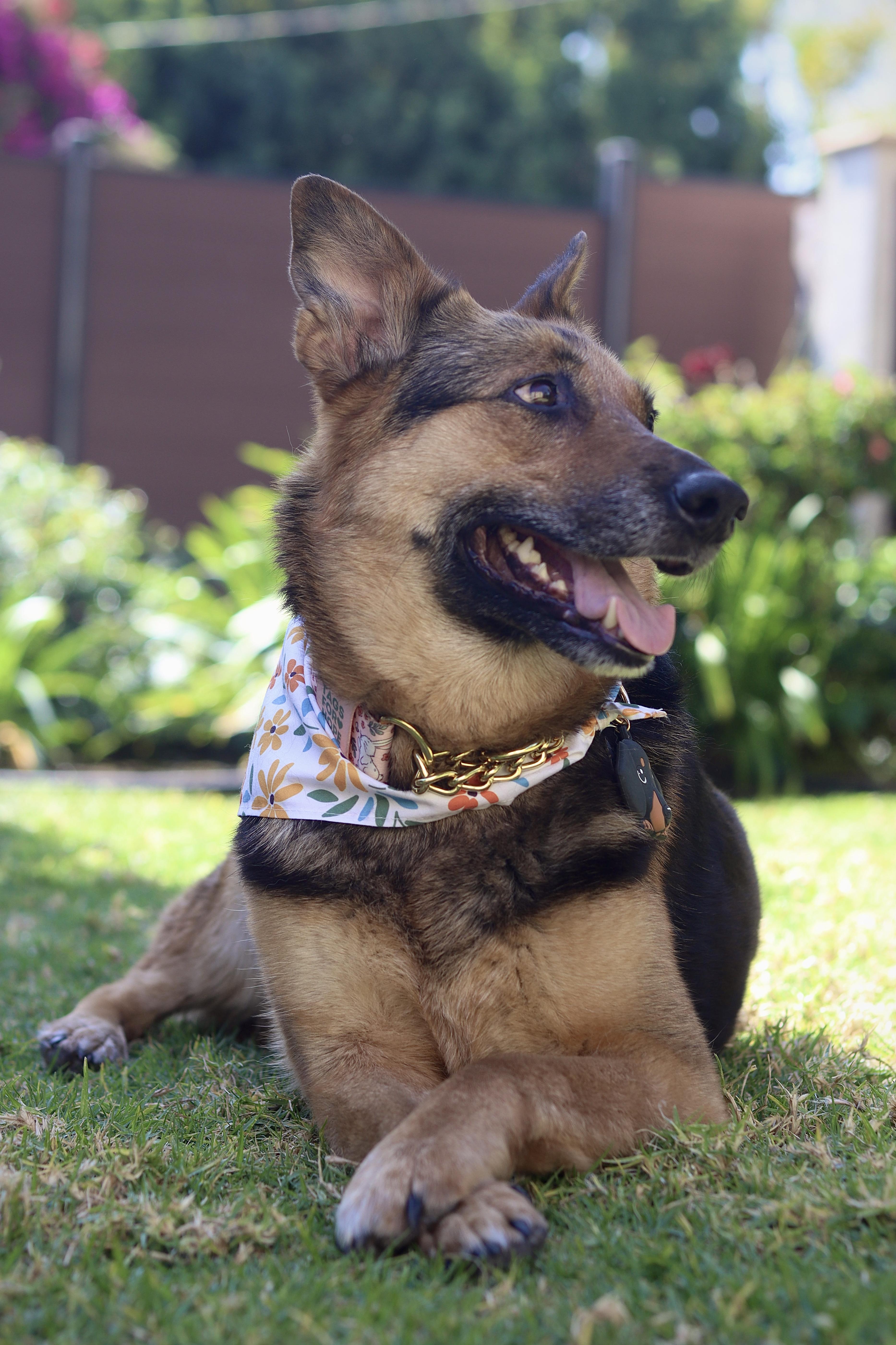 Enlarge Ava, a ADOPTABLE mixed breed in West Hollywood, CA image 5/6