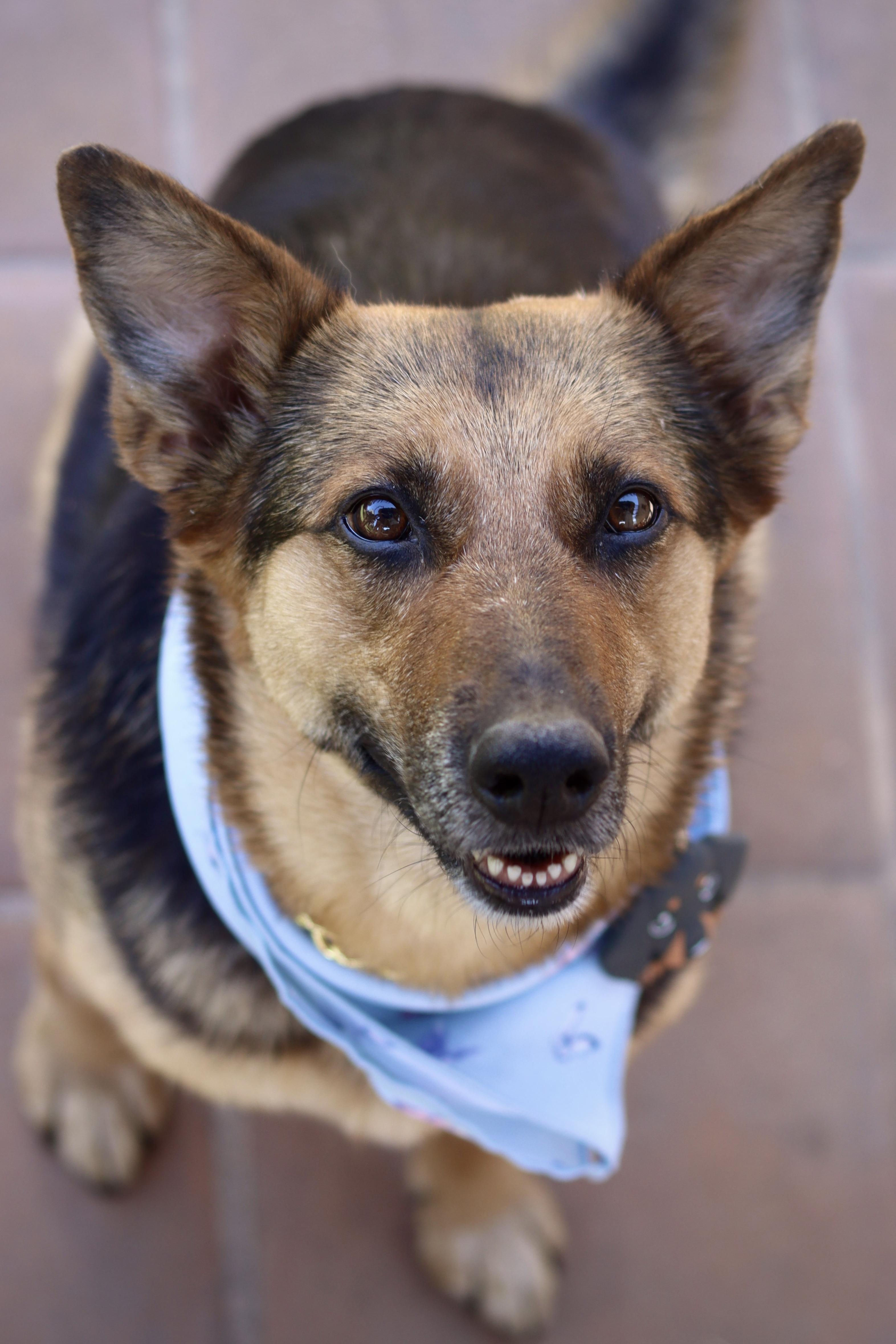 Ava, ADOPTABLE, Senior Female German Shepherd Dog.