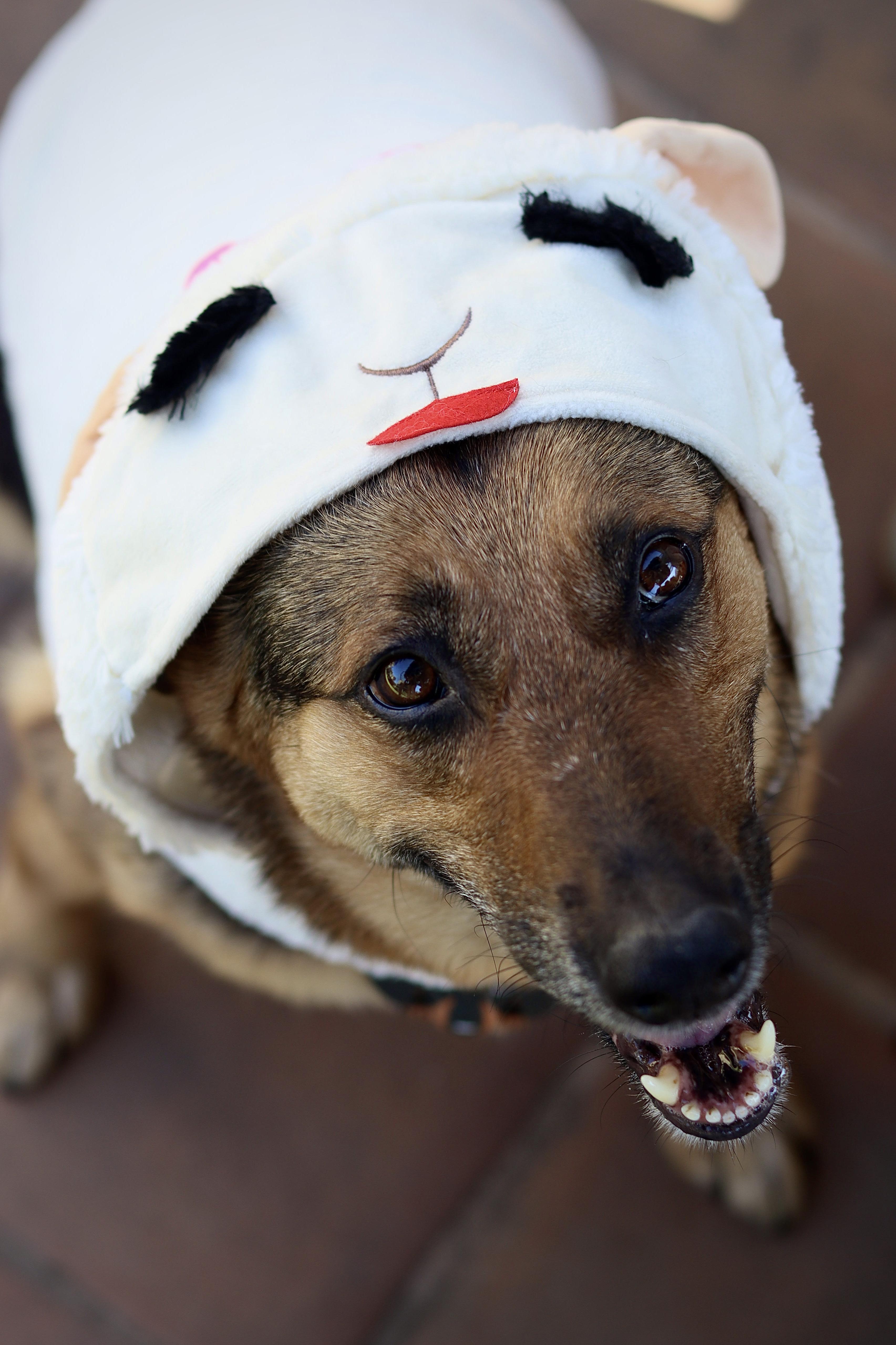 Enlarge Ava, a ADOPTABLE mixed breed in West Hollywood, CA image 4/6
