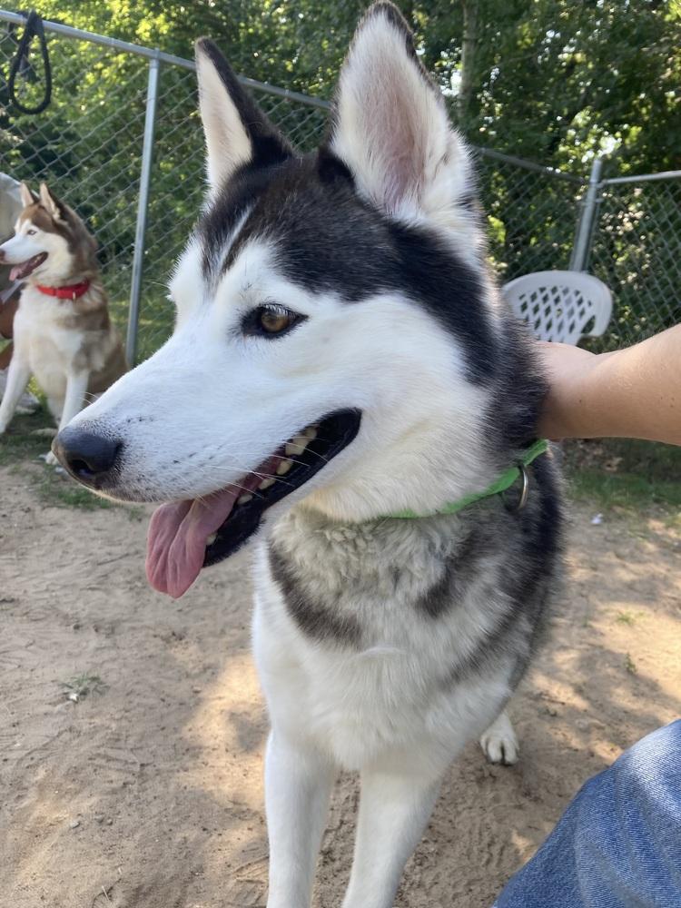 Ziggy, Adoptable, Adult Male Siberian Husky.