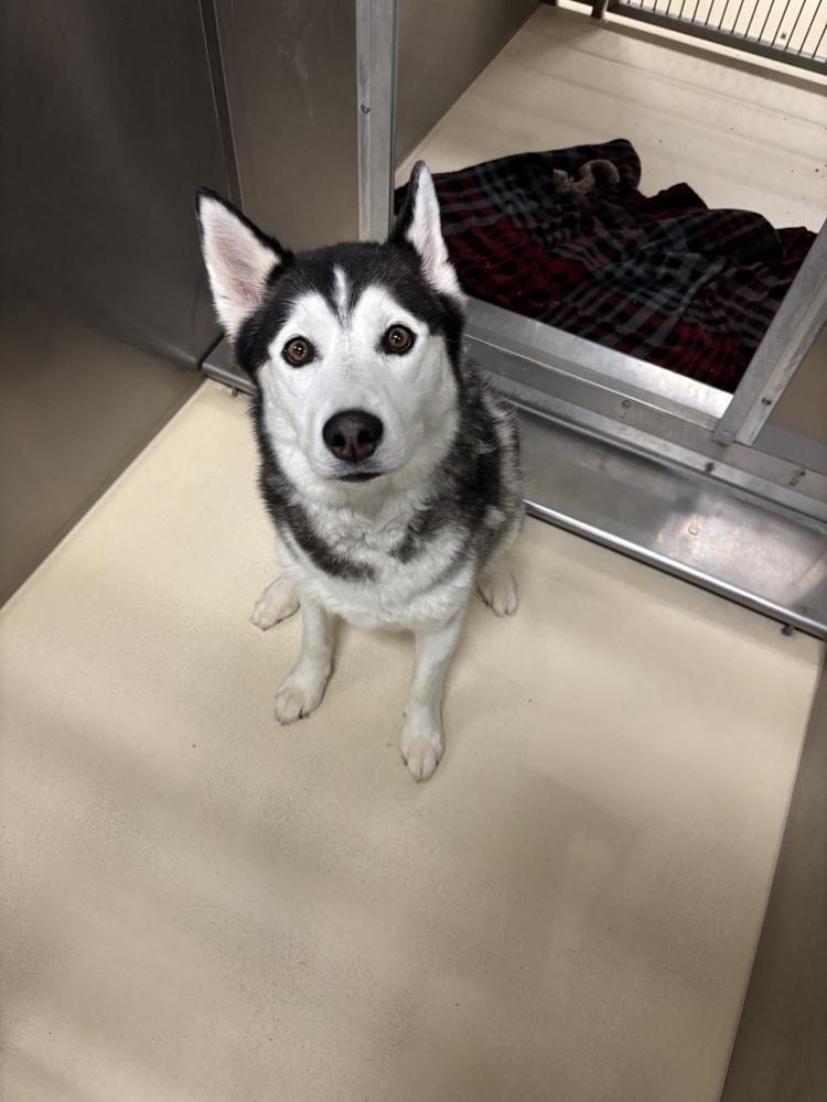 Enlarge Ziggy, a Adoptable mixed breed in Kalamazoo, MI image 2/2