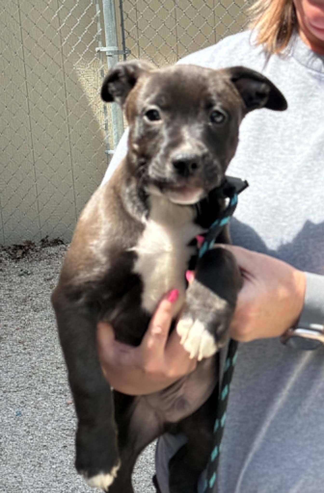 Dippin (in a FOSTER home), Adoptable, Puppy Male Pit Bull Terrier.