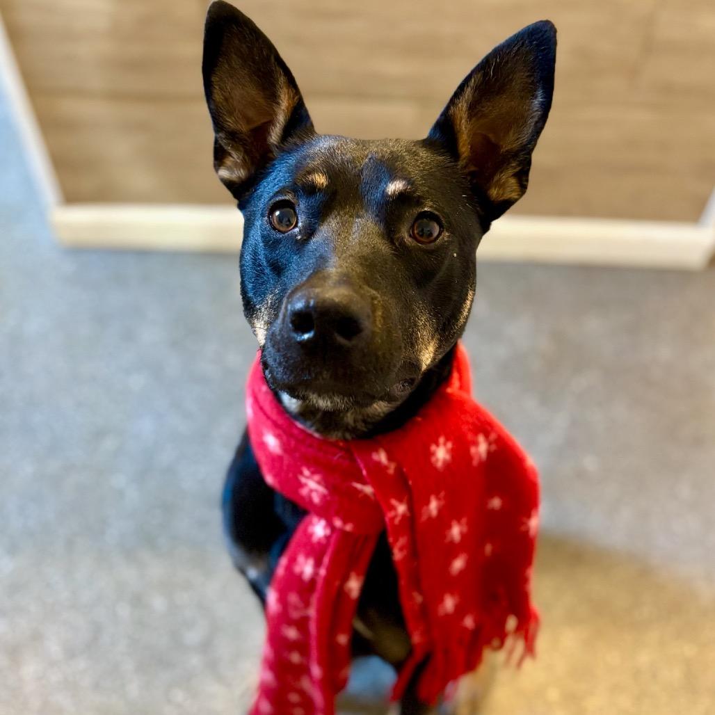 Biscotti, Adoptable, Adult Female Doberman Pinscher & Australian Kelpie.