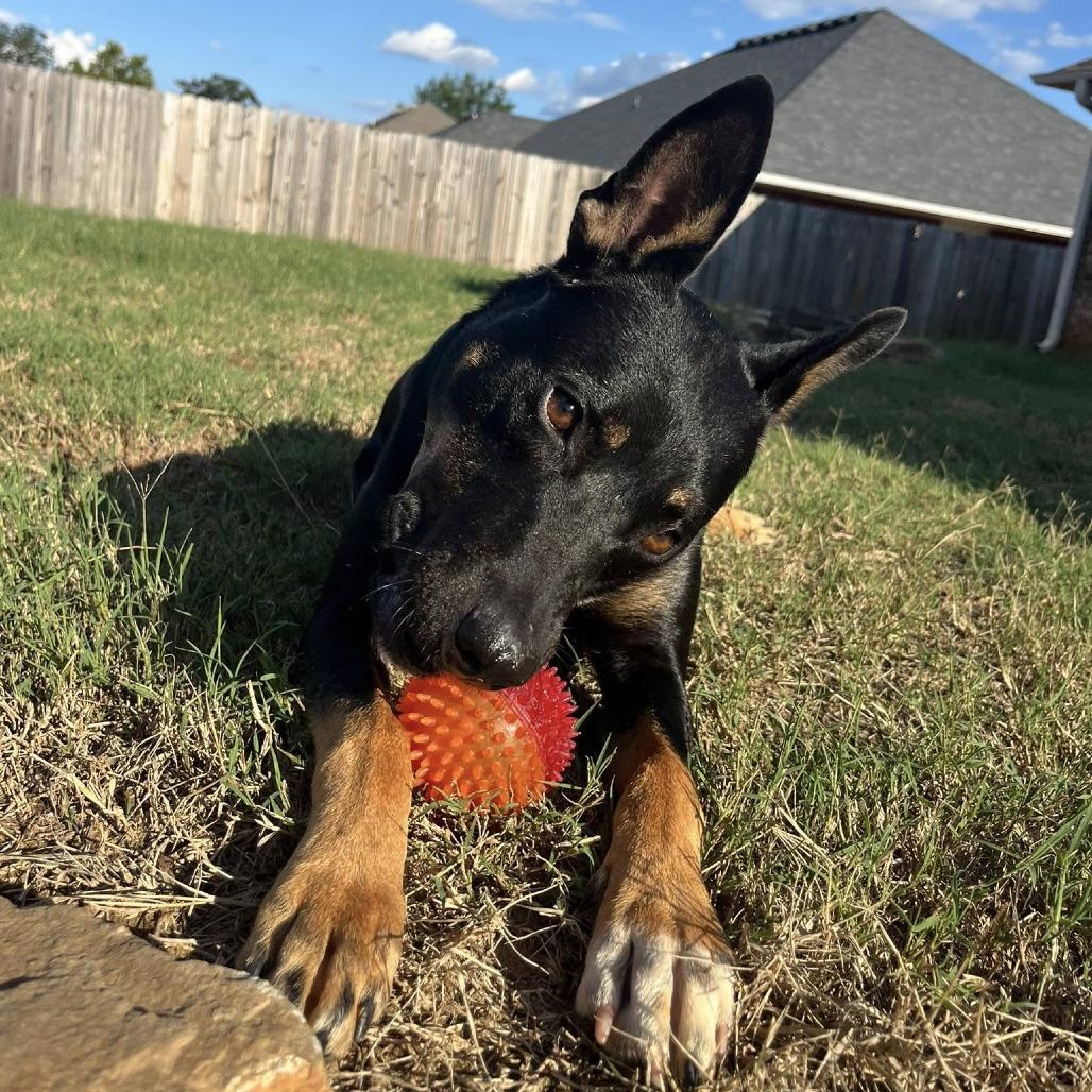 Enlarge Biscotti, a Adoptable mixed breed in Metamora, MI image 2/6