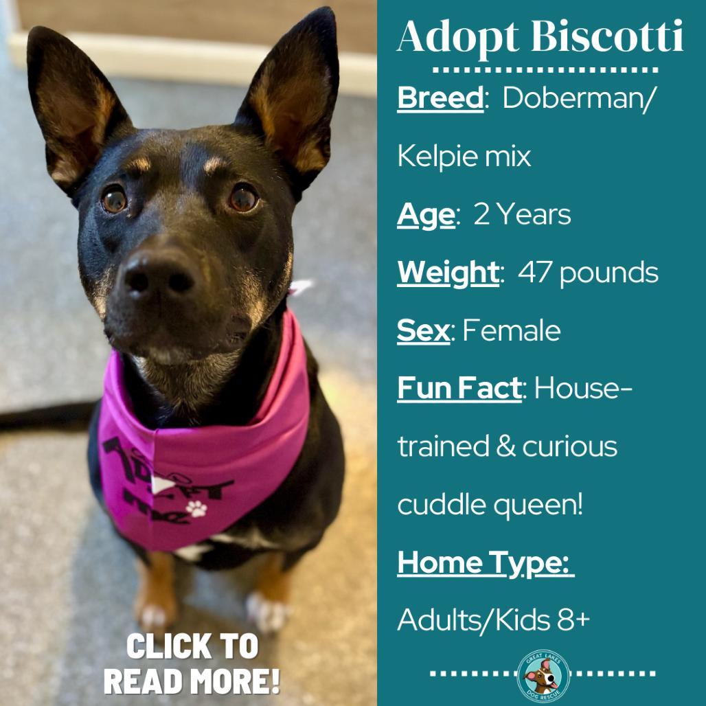 Enlarge Biscotti, a Adoptable mixed breed in Metamora, MI image 5/6