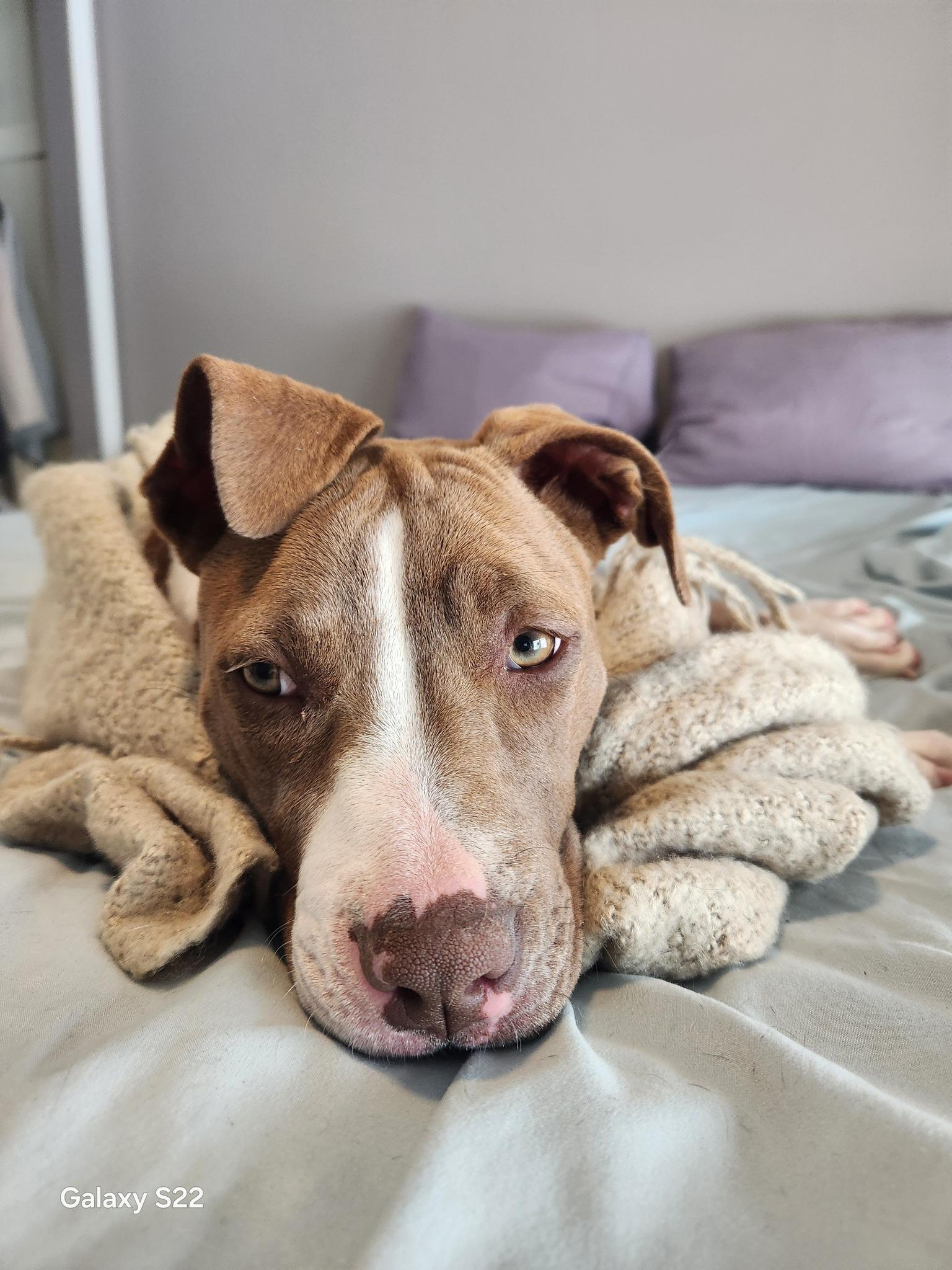 Lucy, a ADOPTABLE Pit Bull Terrier in Blue Bell, PA image 4/6