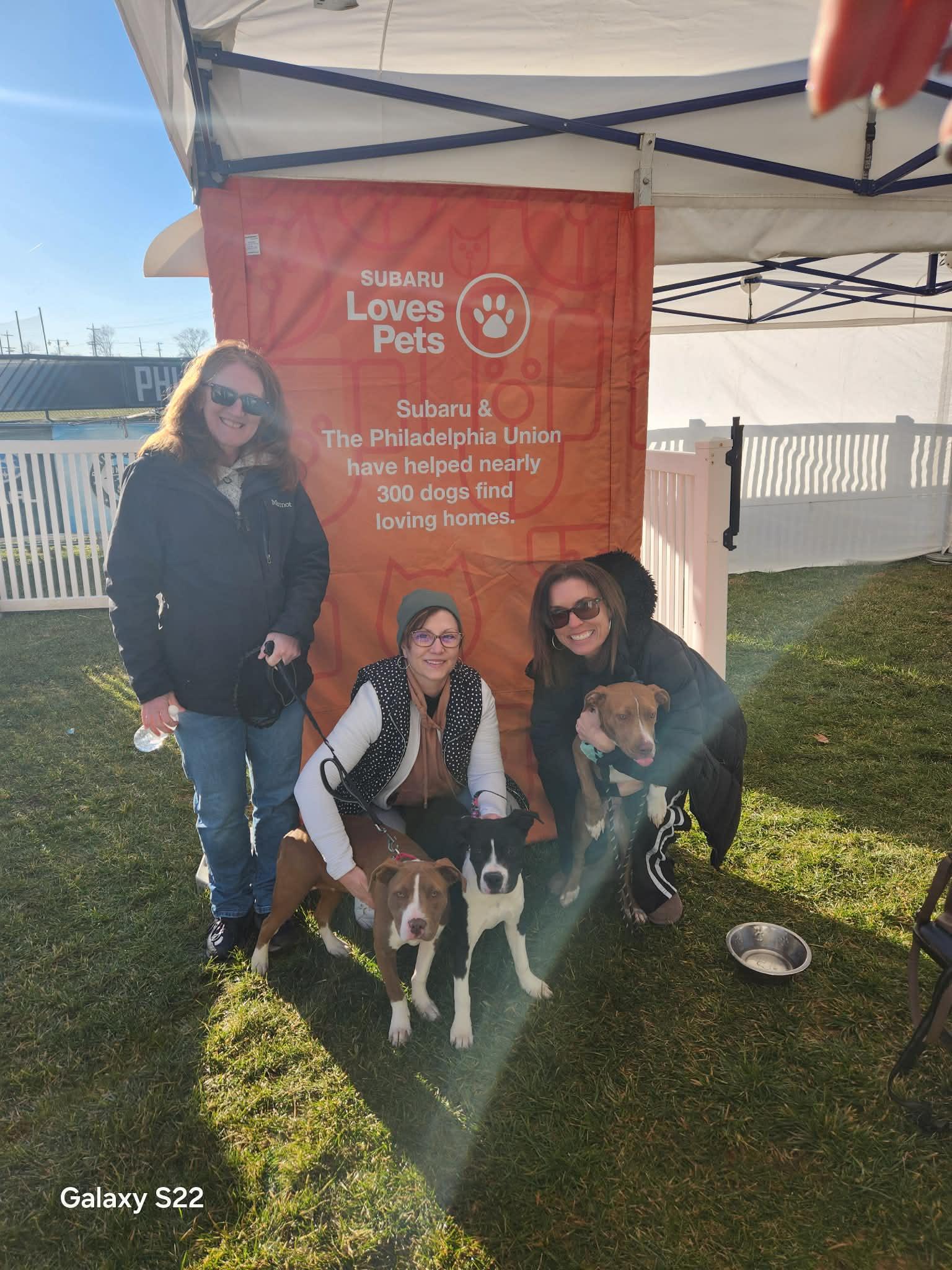 Lucy, a ADOPTABLE Pit Bull Terrier in Blue Bell, PA image 6/6