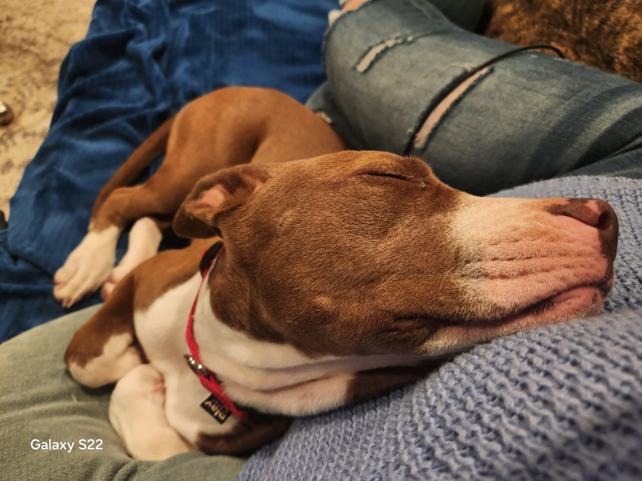 Lucy, a ADOPTABLE Pit Bull Terrier in Blue Bell, PA image 3/6
