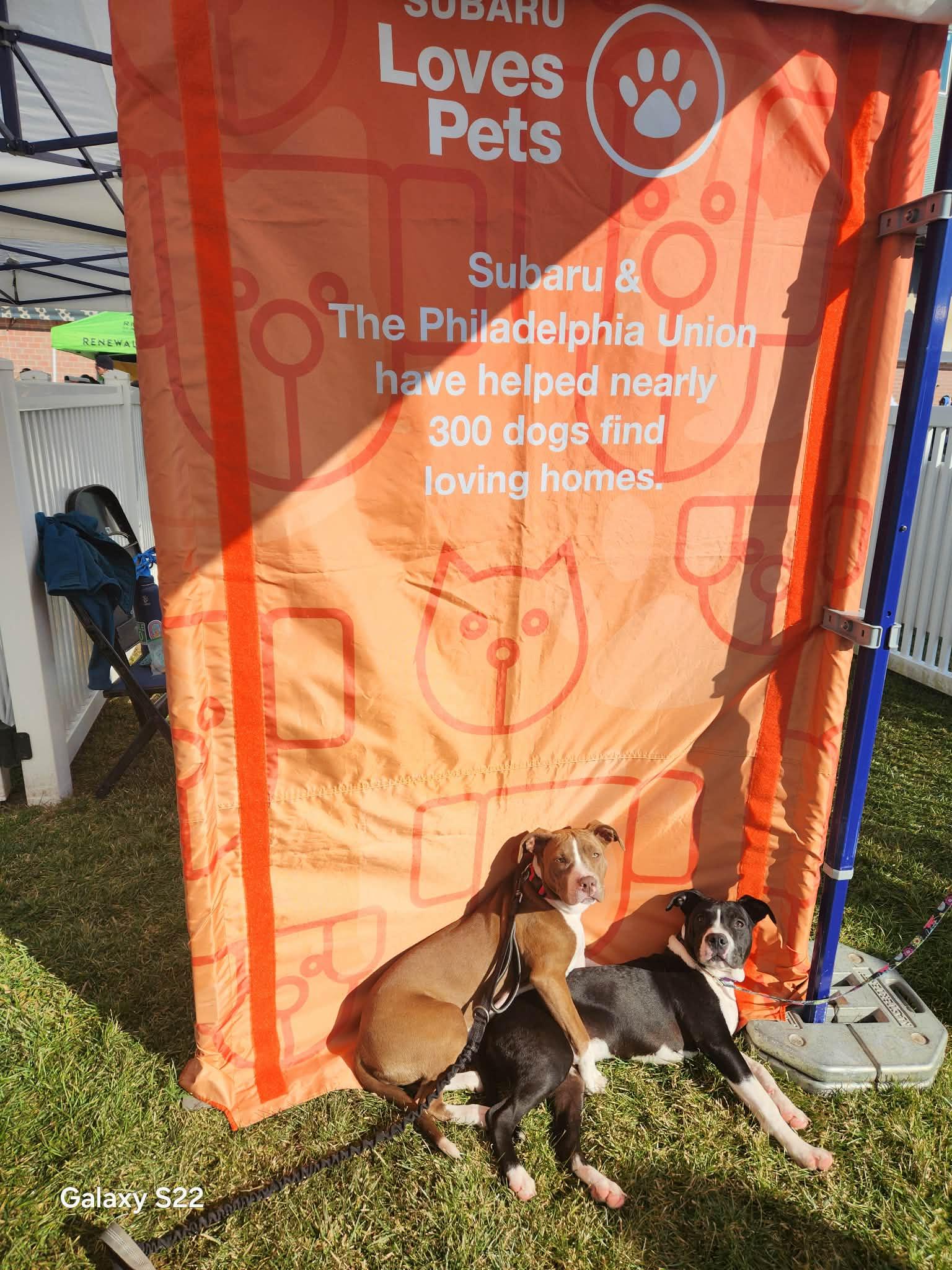 Lucy, a ADOPTABLE Pit Bull Terrier in Blue Bell, PA image 5/6