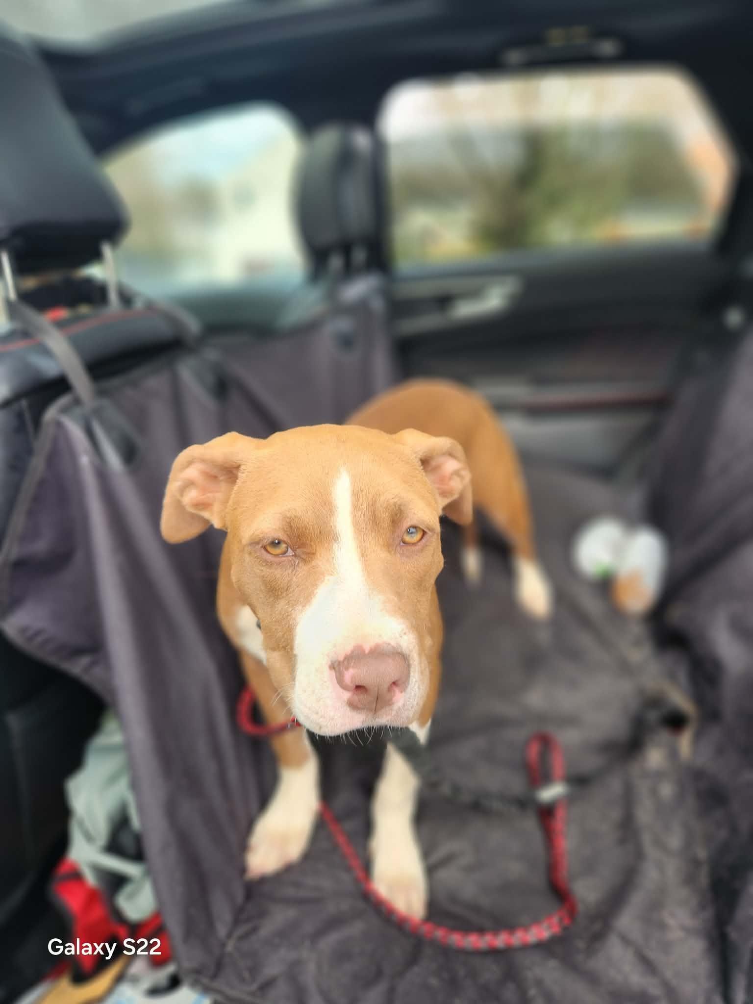 Lucy, ADOPTABLE, Puppy Female Pit Bull Terrier.