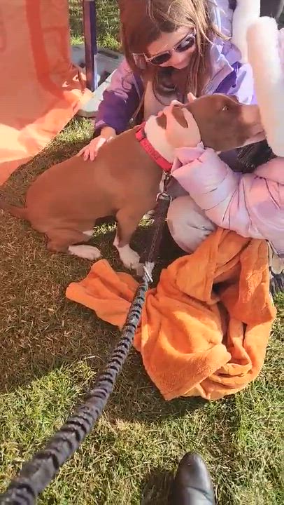 Enlarge Lucy, a ADOPTABLE Pit Bull Terrier in Blue Bell, PA video 2/6