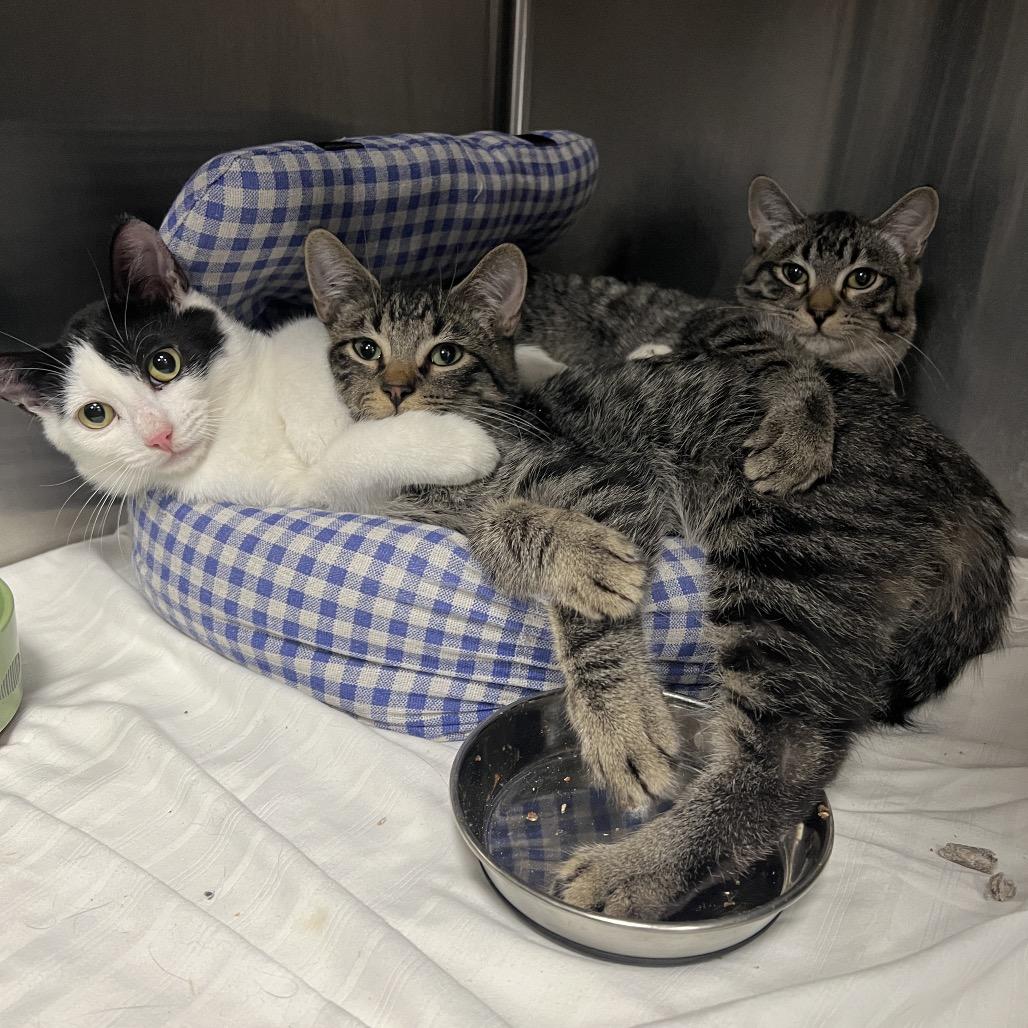 Enlarge Ozzy, a Adoptable Domestic Short Hair in Abbotsford, BC image 1/6