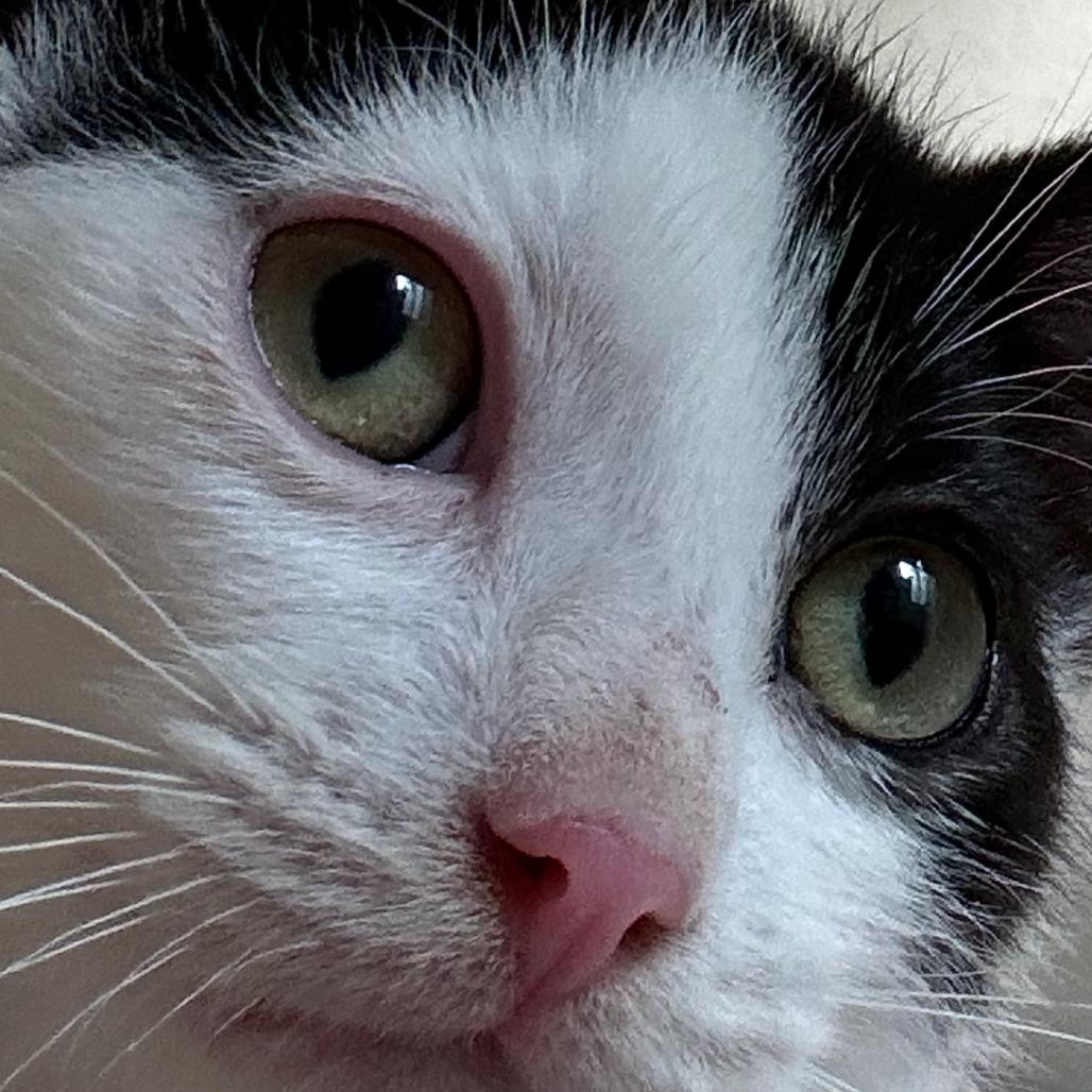 Ozzy, a Adoptable Domestic Short Hair in Abbotsford, BC image 3/5