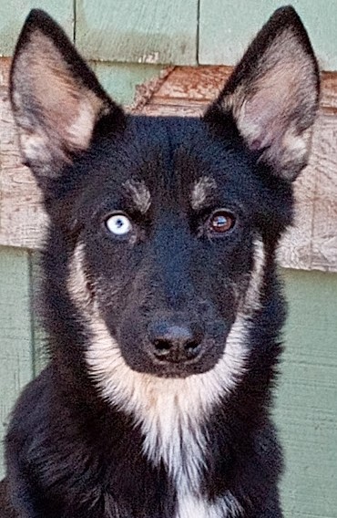 Enlarge Hailey, a Adopted mixed breed in San Juan Bautista, CA image 3/4