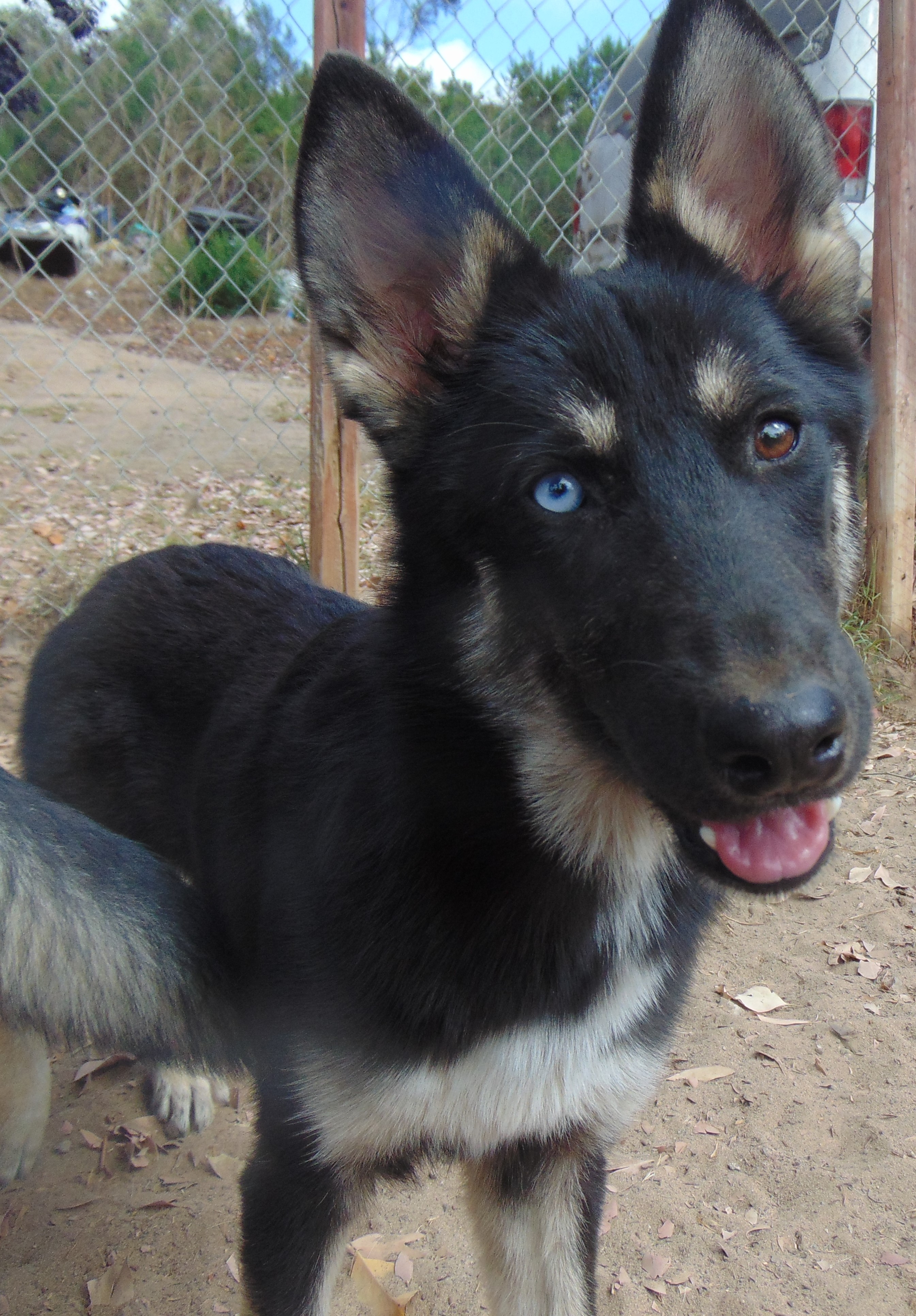 Enlarge Hailey, a Adopted mixed breed in San Juan Bautista, CA image 1/4