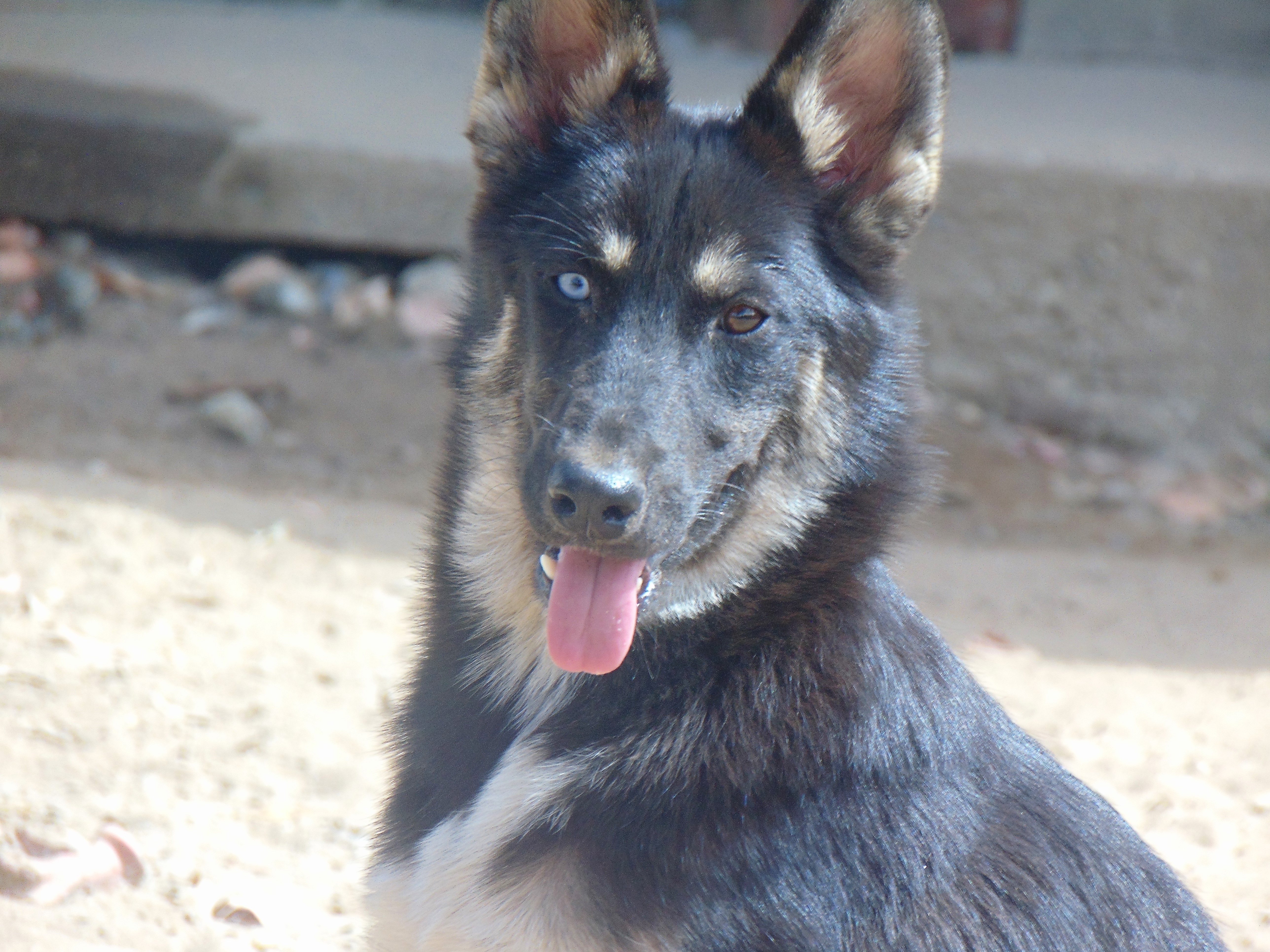 Enlarge Hailey, a Adopted mixed breed in San Juan Bautista, CA image 2/4